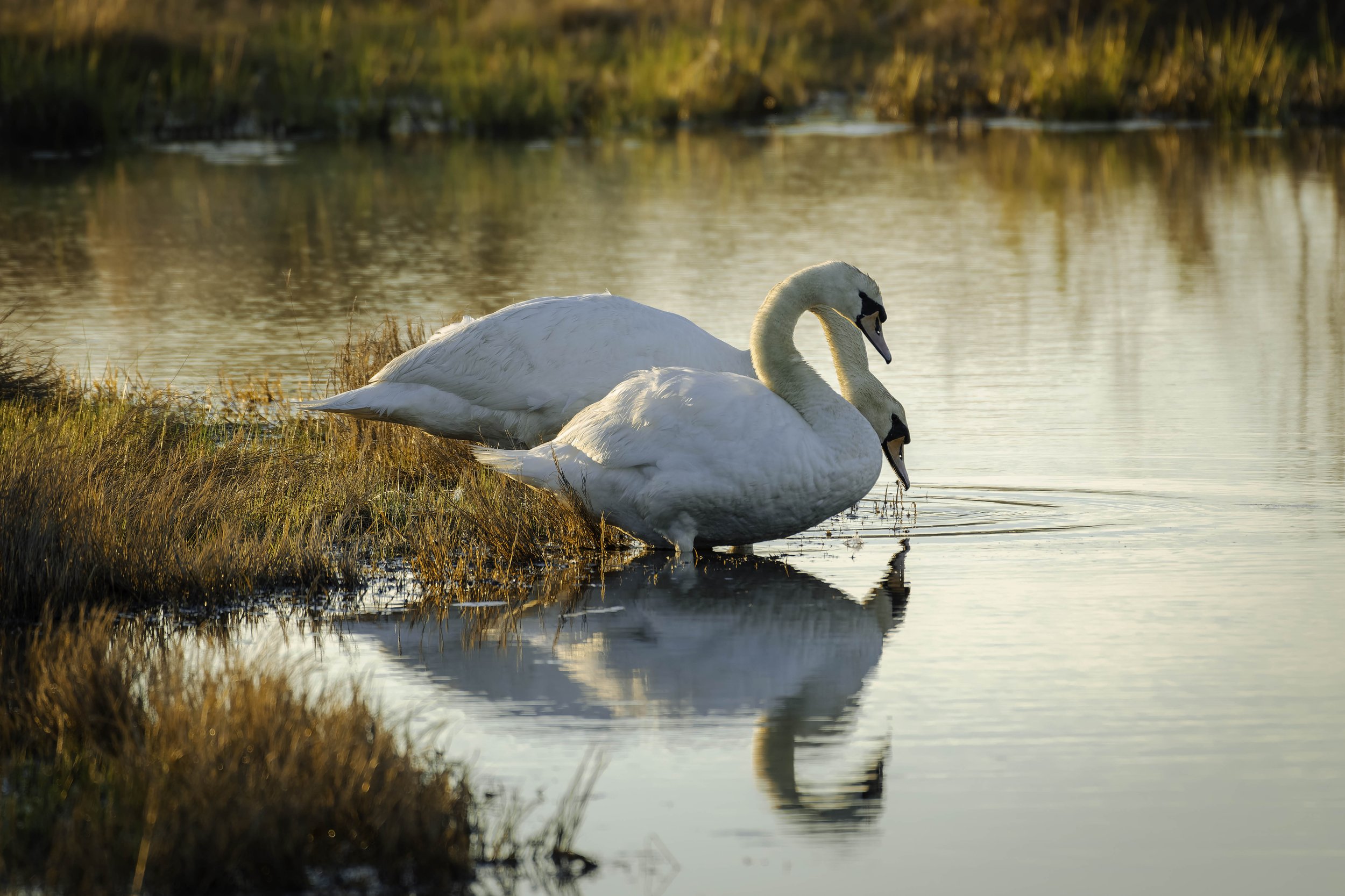 DSC08276-DxO_DeepPRIME XD2s_XD.jpg