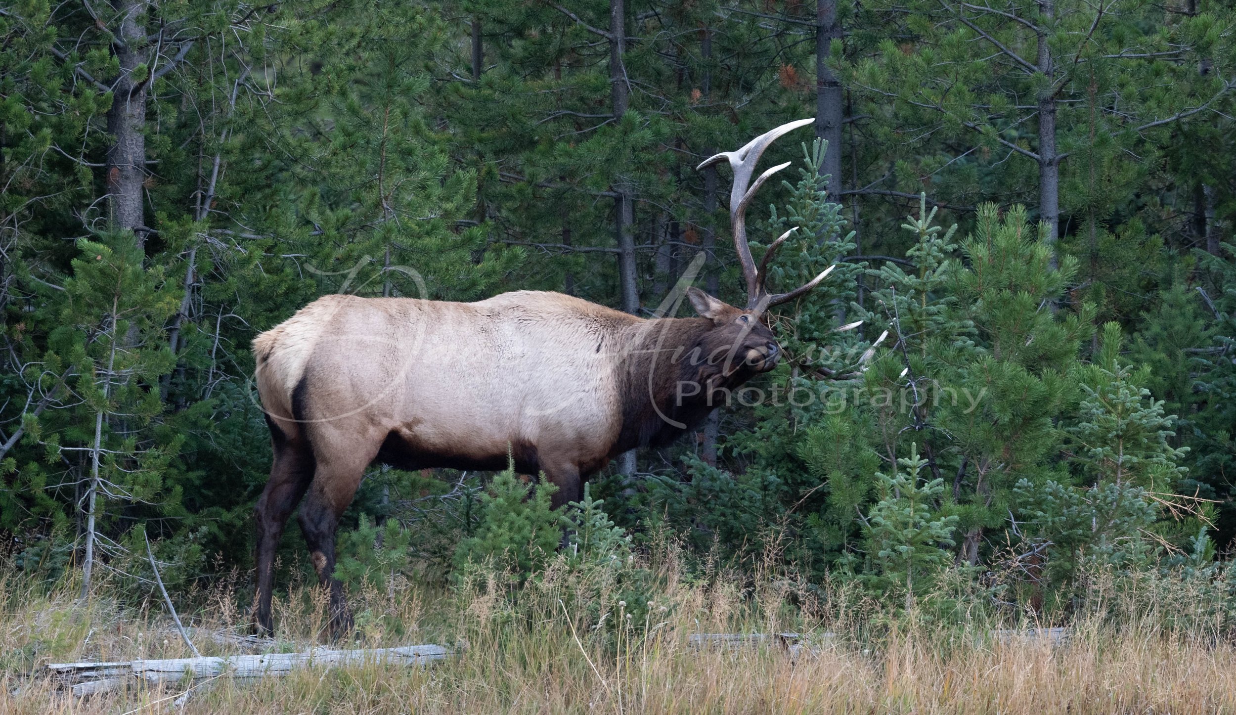 Wildlife — Dave Anderson Photography