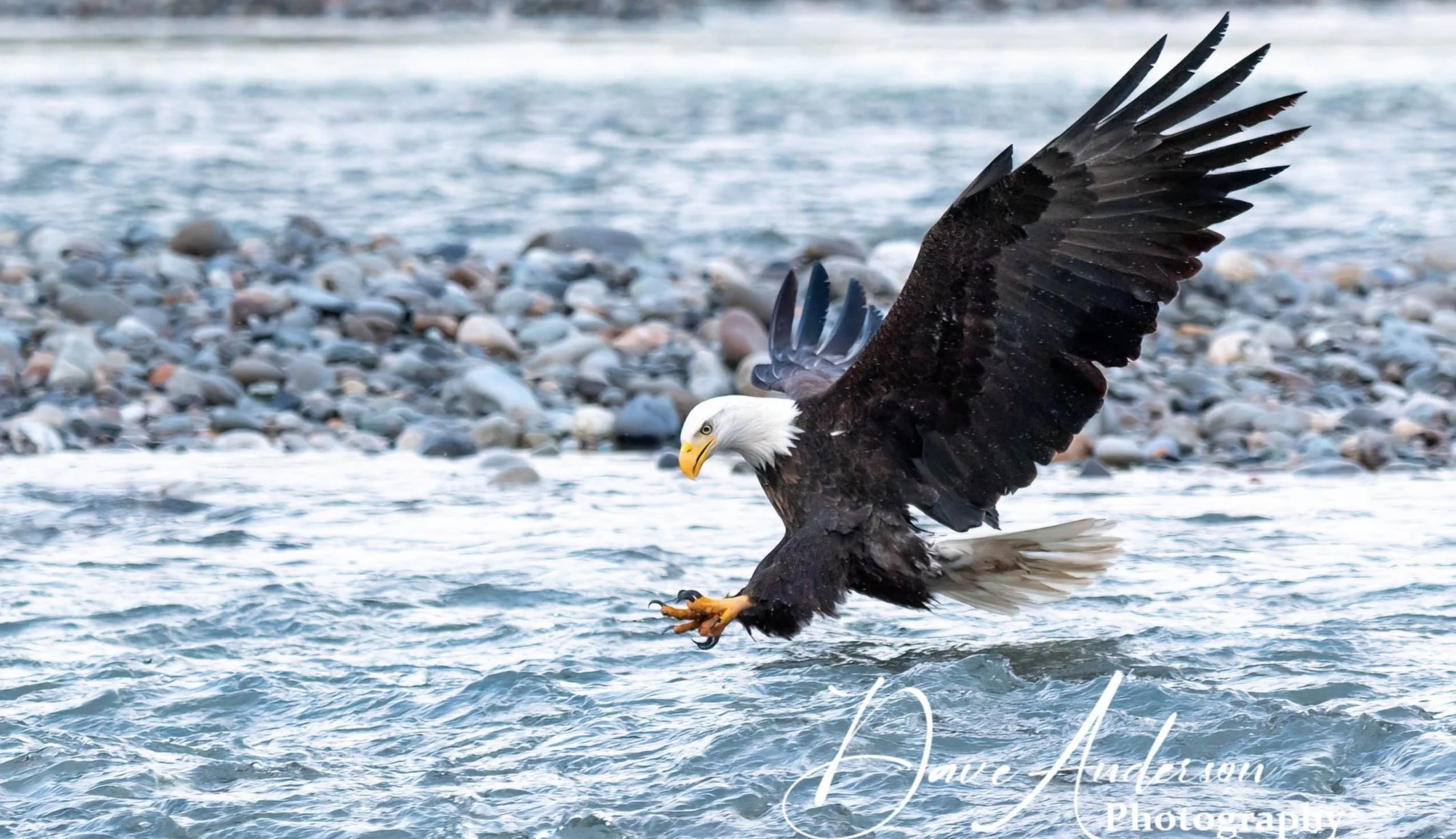 Wildlife Dave Anderson Photography wildlife-dave-anderson-photography
