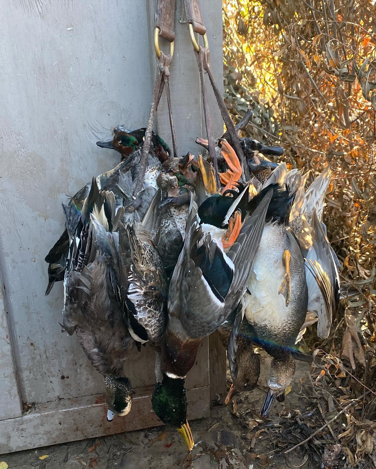 That is wrap for first split! We want to thank everyone who came and hunted with us. An also we have a some open dates in January so call (318)-201-3474 to book your hunt! #robrobertscustomgunworks #singletongamecalls #drakewaterfowl #migraammo #tang