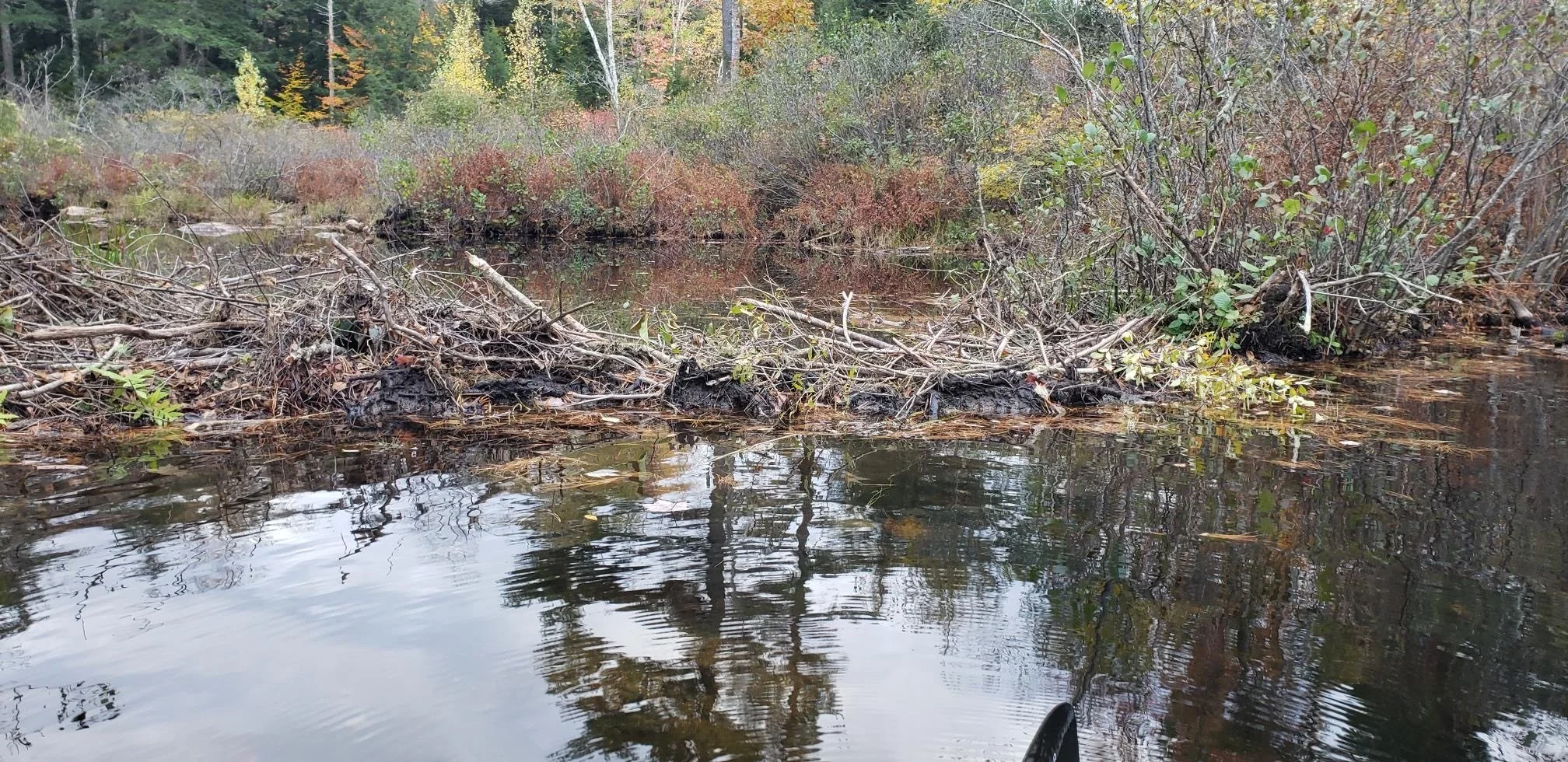 Beaver dam between Big and Middle Pea