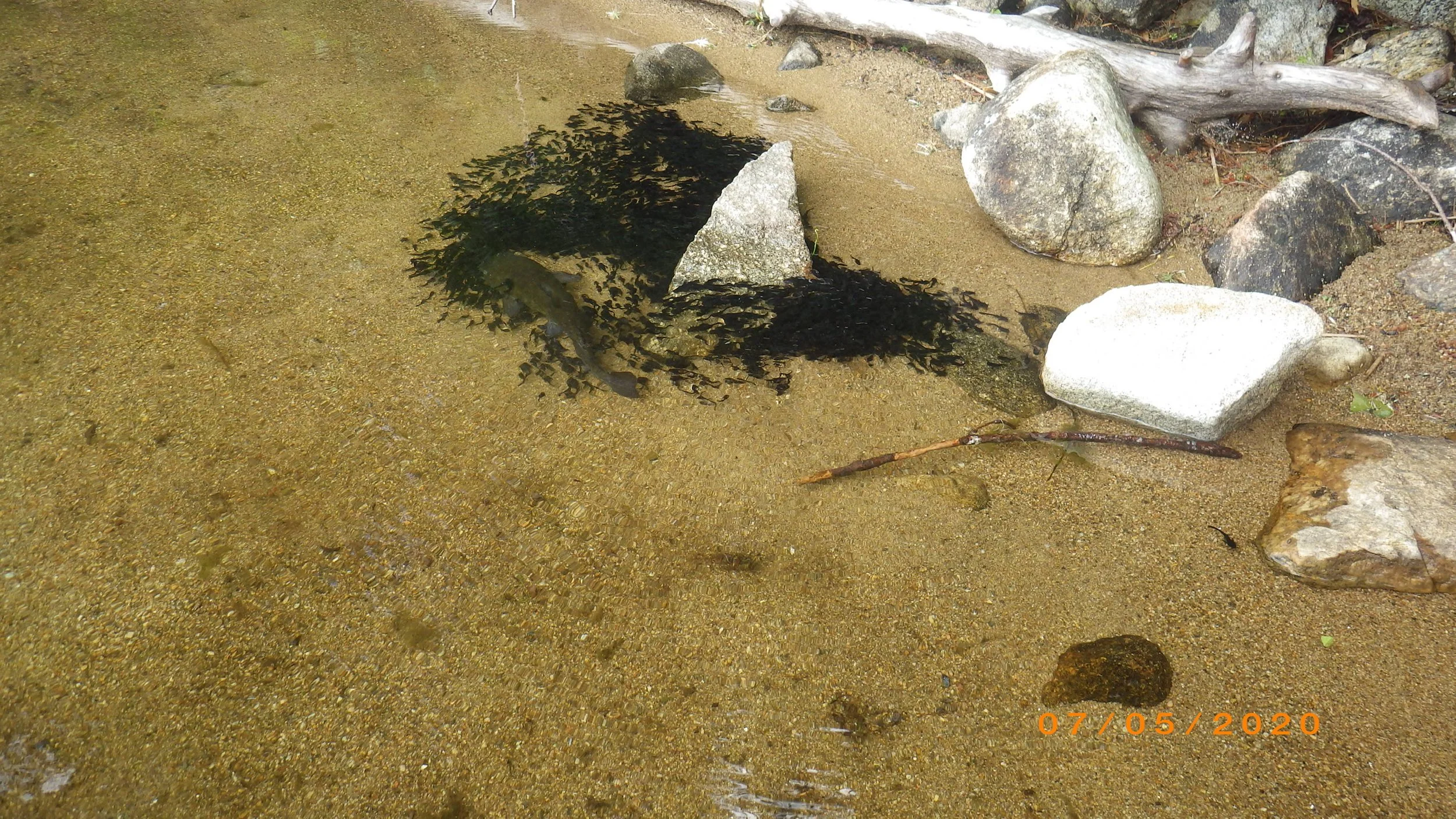 Catfish with its swarm of young