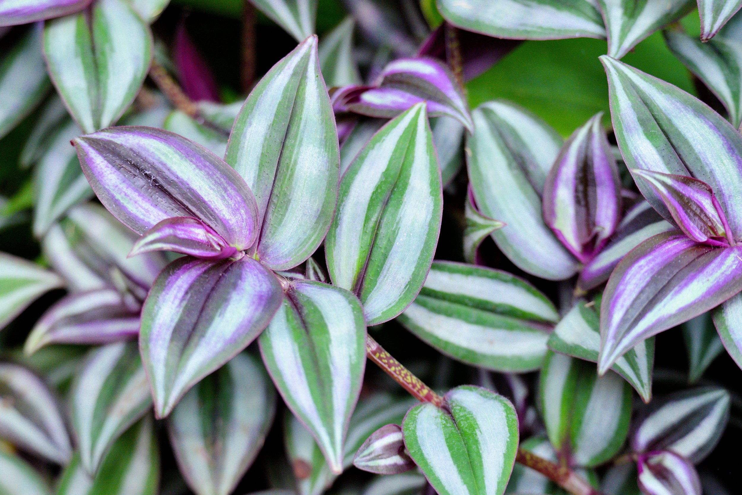 Tradescantia