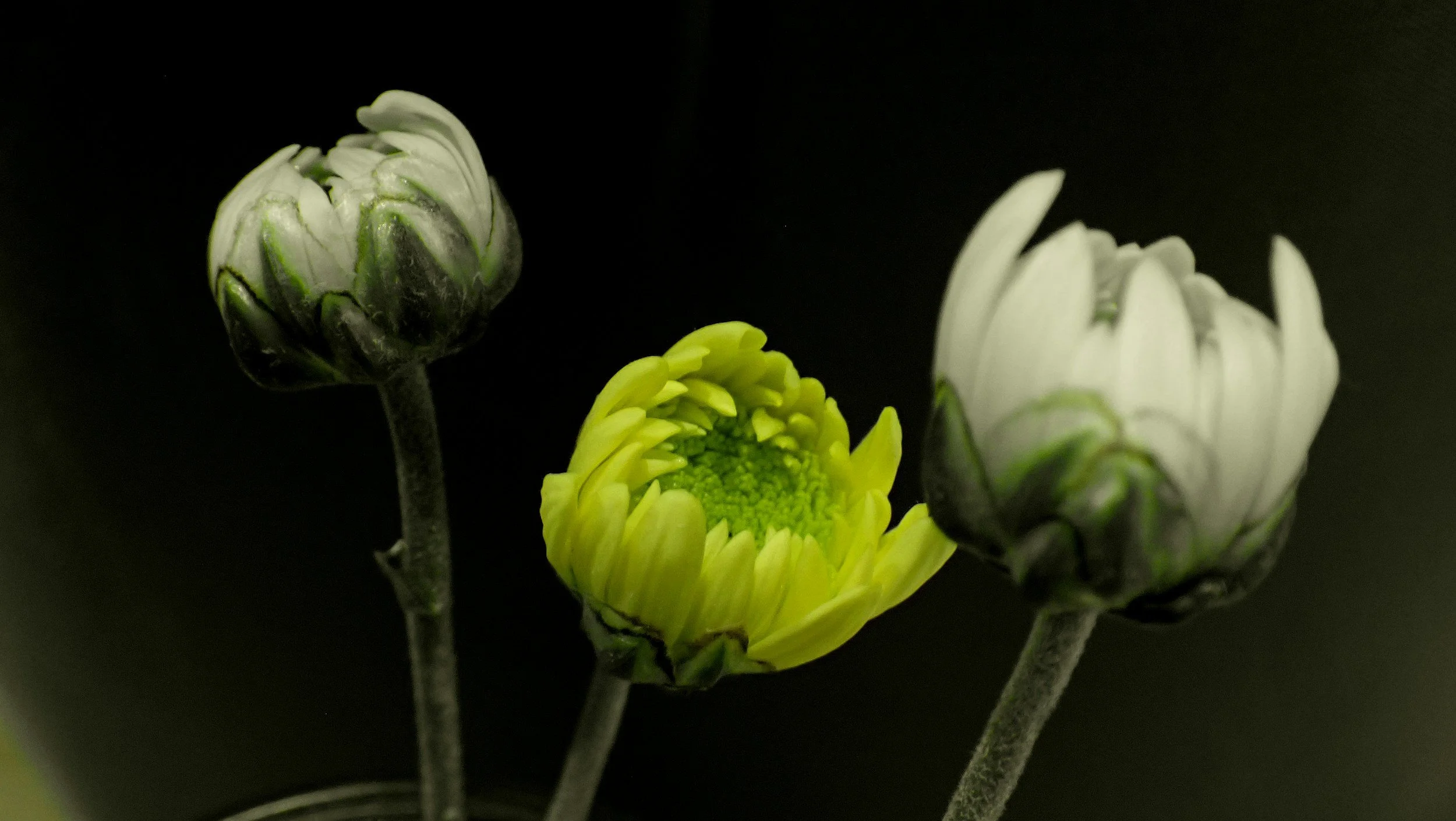 3 chrysanthemum flower buds next to each other at various stages of blooming