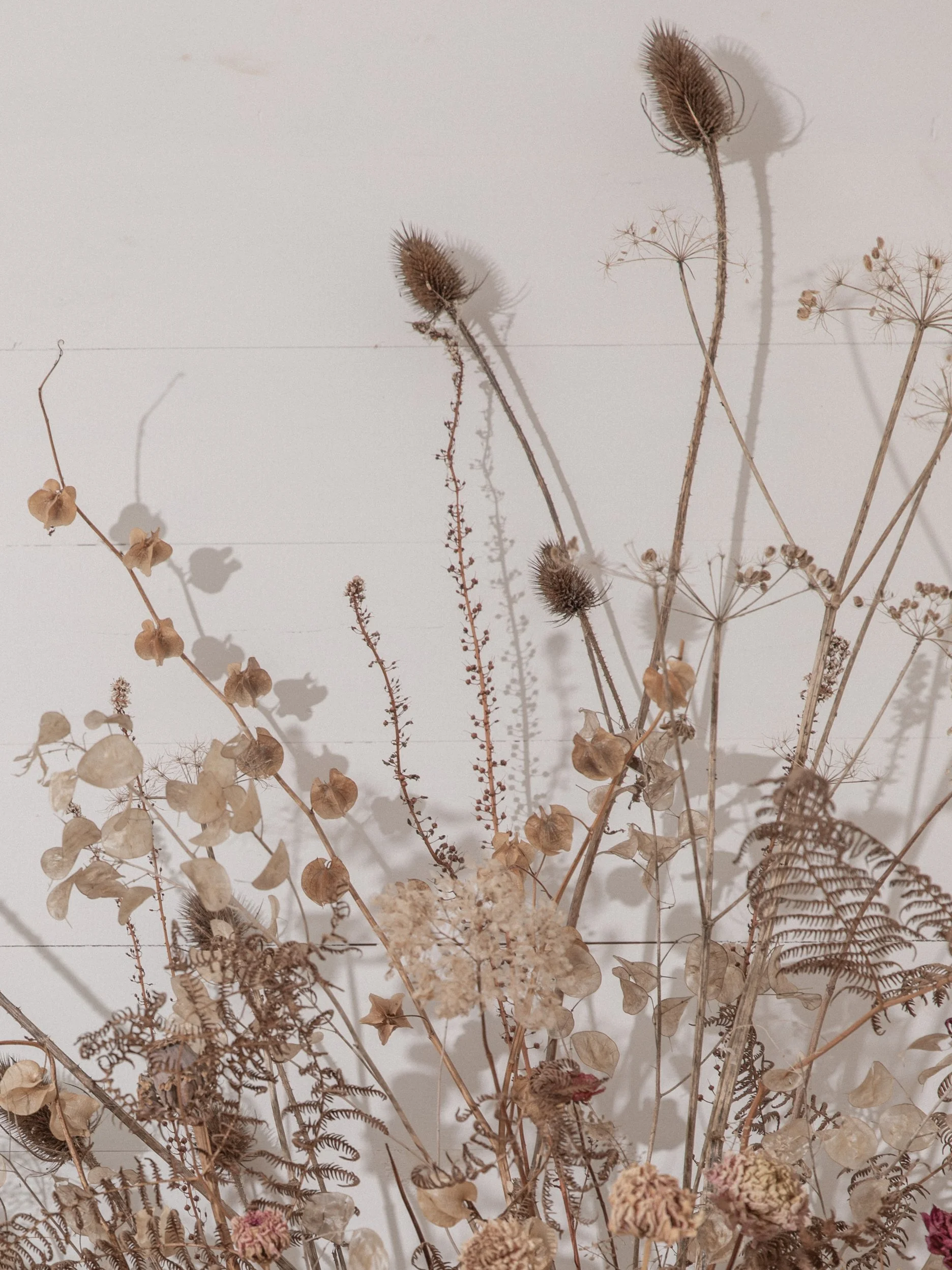 dried flowers, grasses and seedheads at Kokutan flower farm in Devon