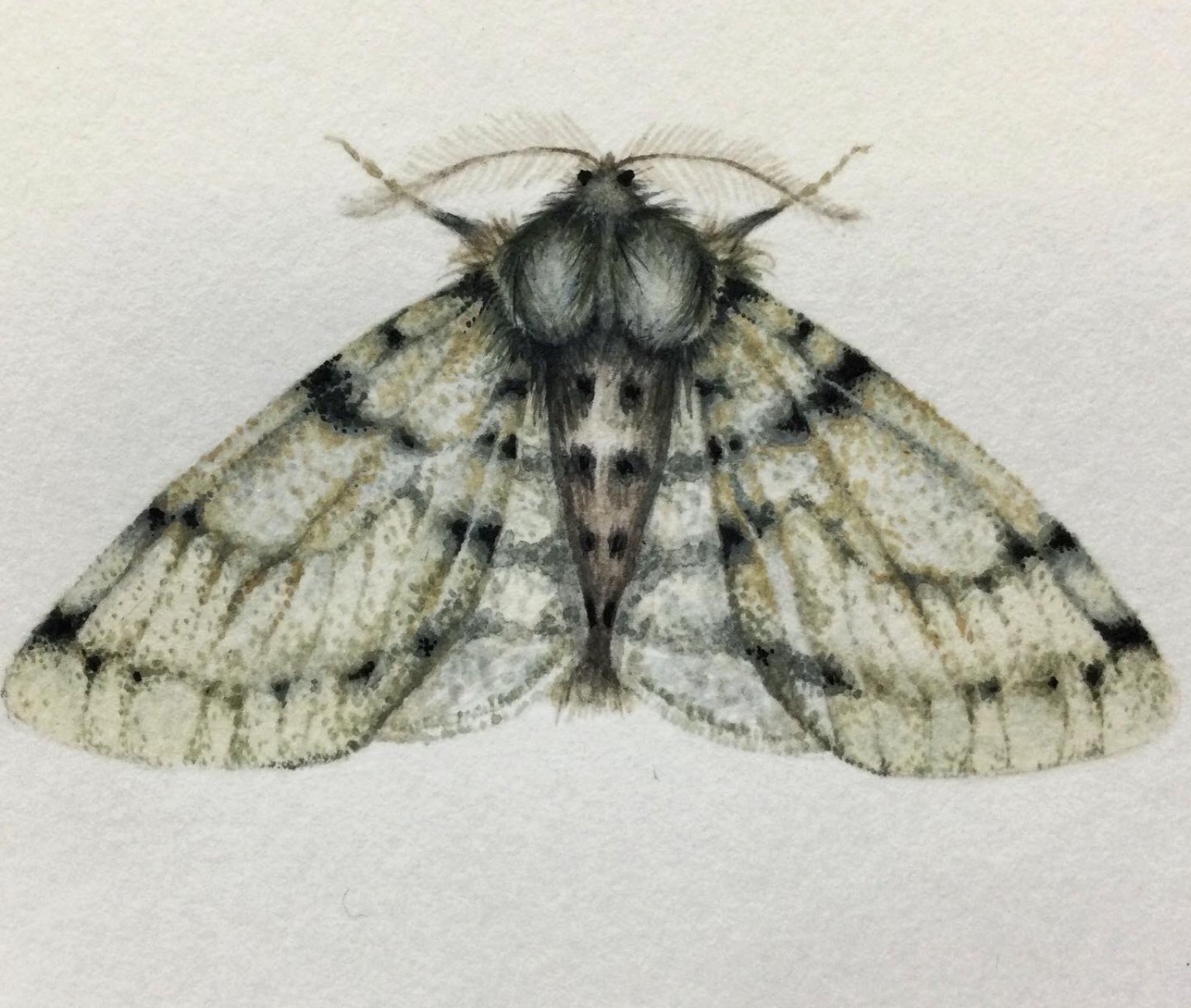 Miniature Moth Painting with Allison Sylvester