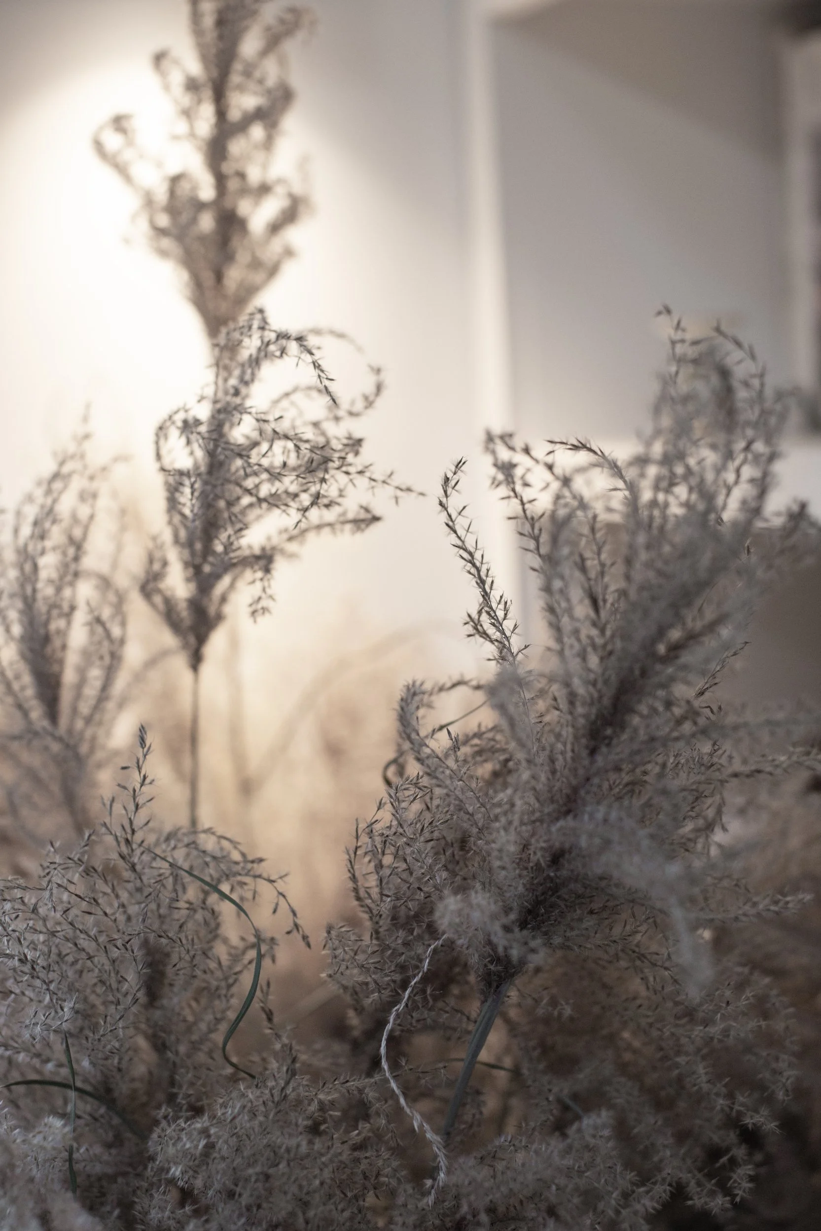 dried flowers, grasses and seedheads at Kokutan flower farm in Devon
