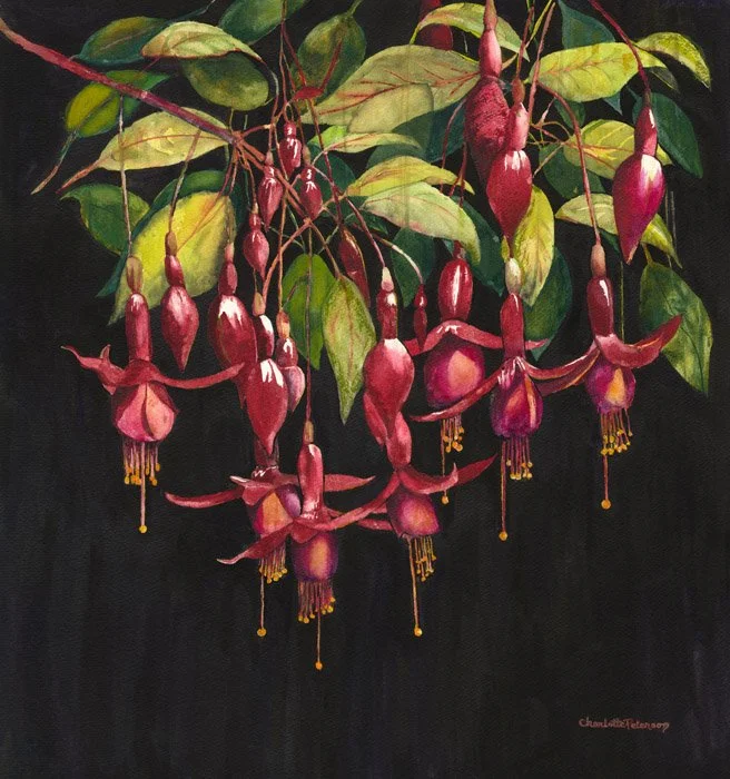 Fuschias v3.jpg
