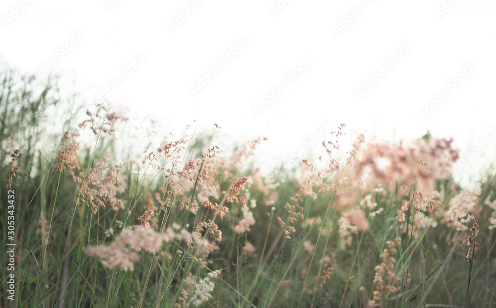 AdobeStock_305343432_Preview.jpeg