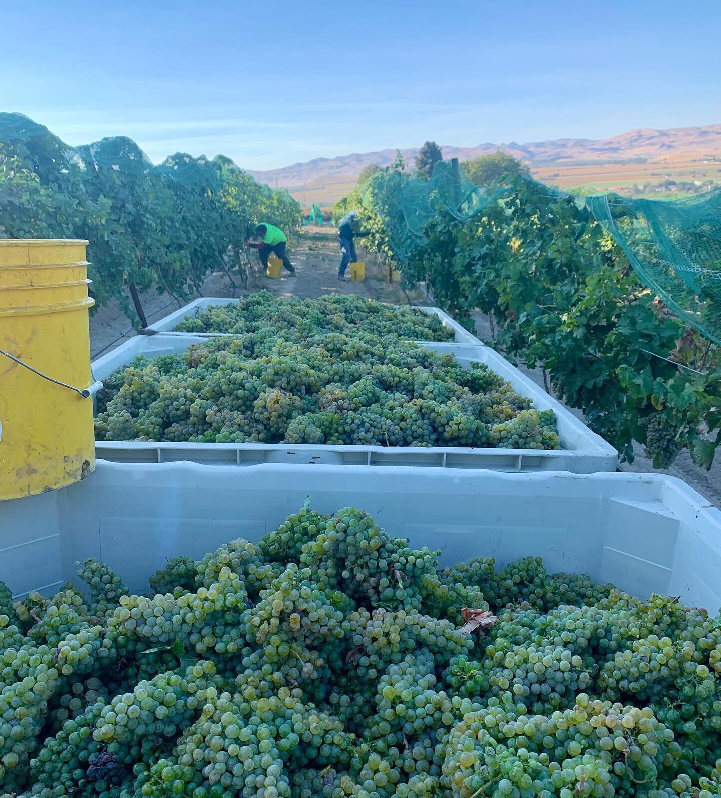 Gruner harvest in progress!