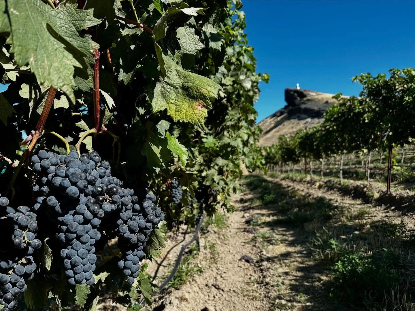 Tempranillo #idahovineyards