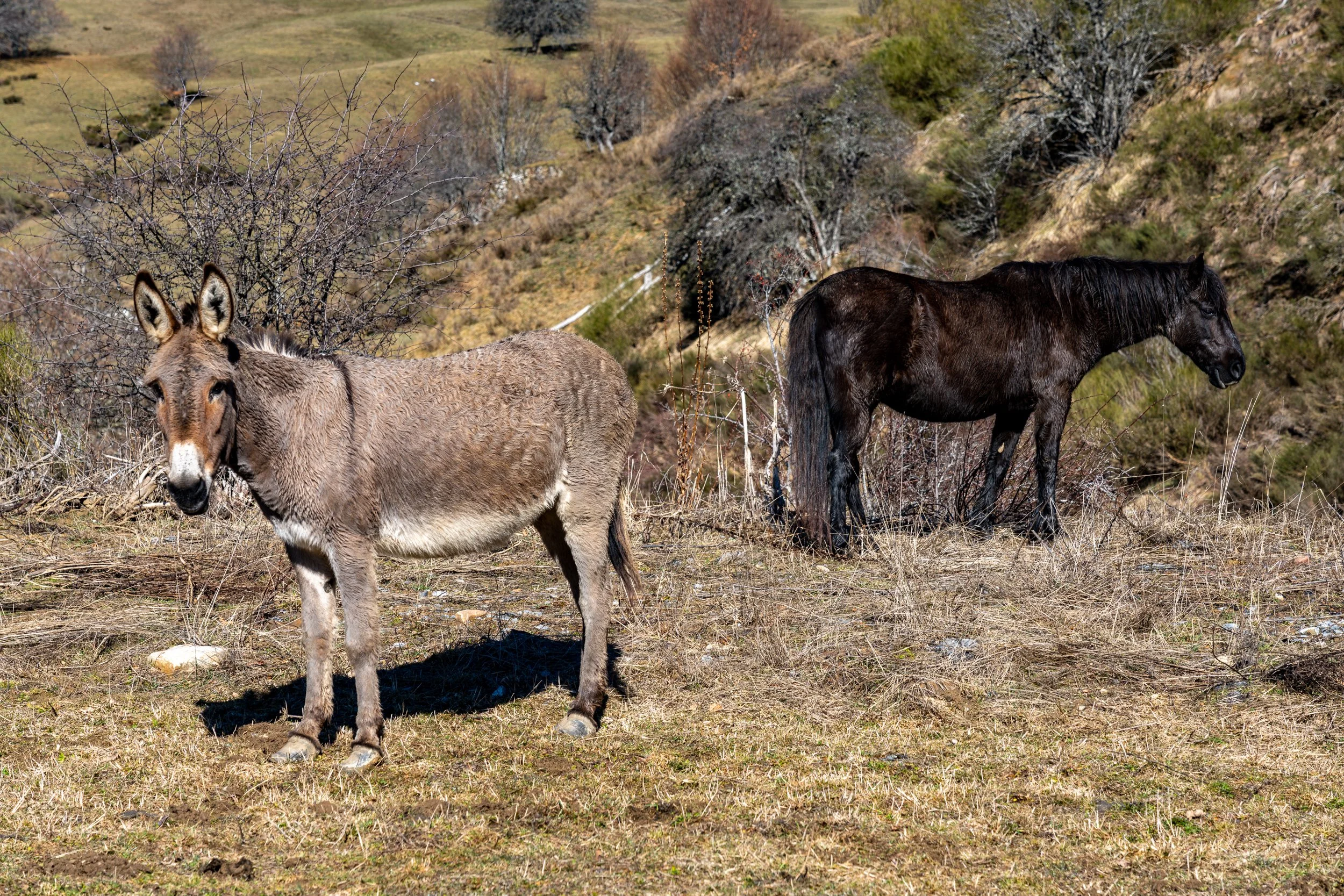 _DSC8540.jpg
