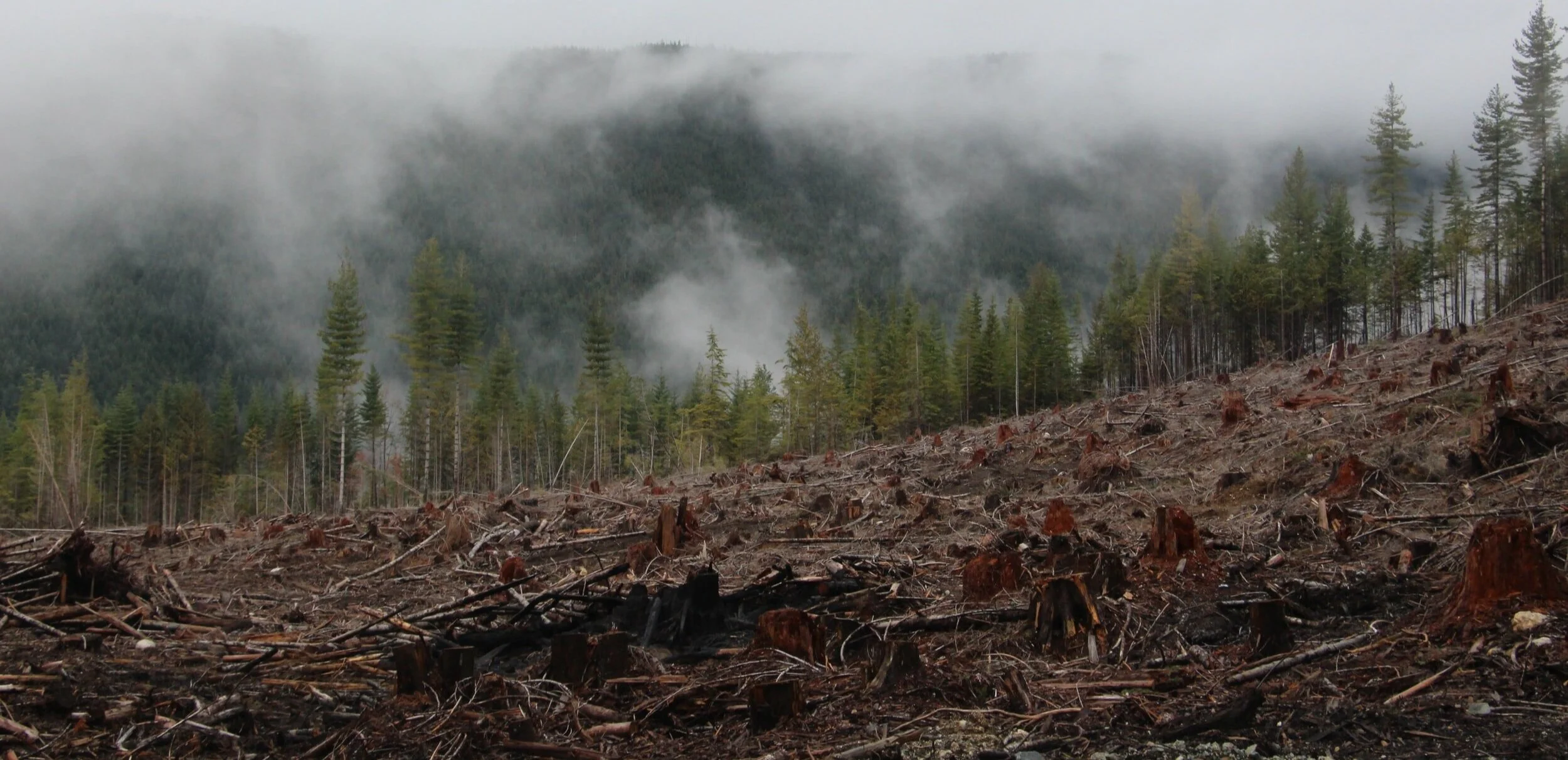 Our belief is that forest clear-cutting destroys eco-systems and should be avoided and replaced by more sustainable ways of managing forests.