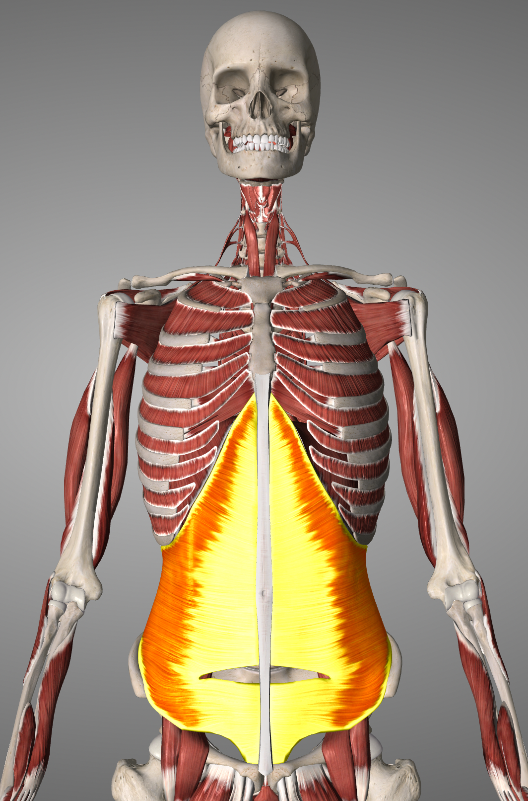 transversus abdominis