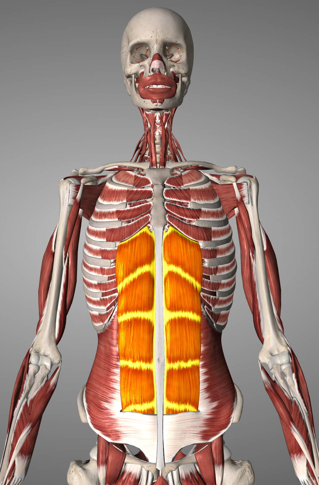Rectus abdominis