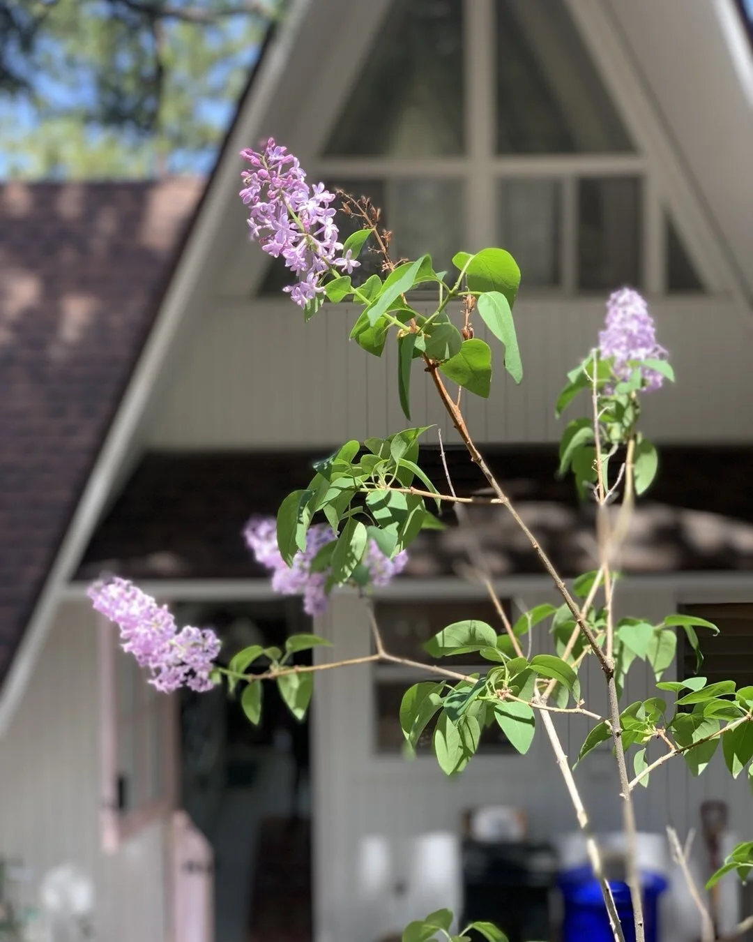 🍎//\🌲
Spring Has Sprung&hellip; or Is Springing?
There is an old gardening wives&rsquo; tale on the mountain that you don&rsquo;t plant your spring garden until AFTER Mother&rsquo;s Day&hellip; but with temperatures in the 20s for the next few nigh