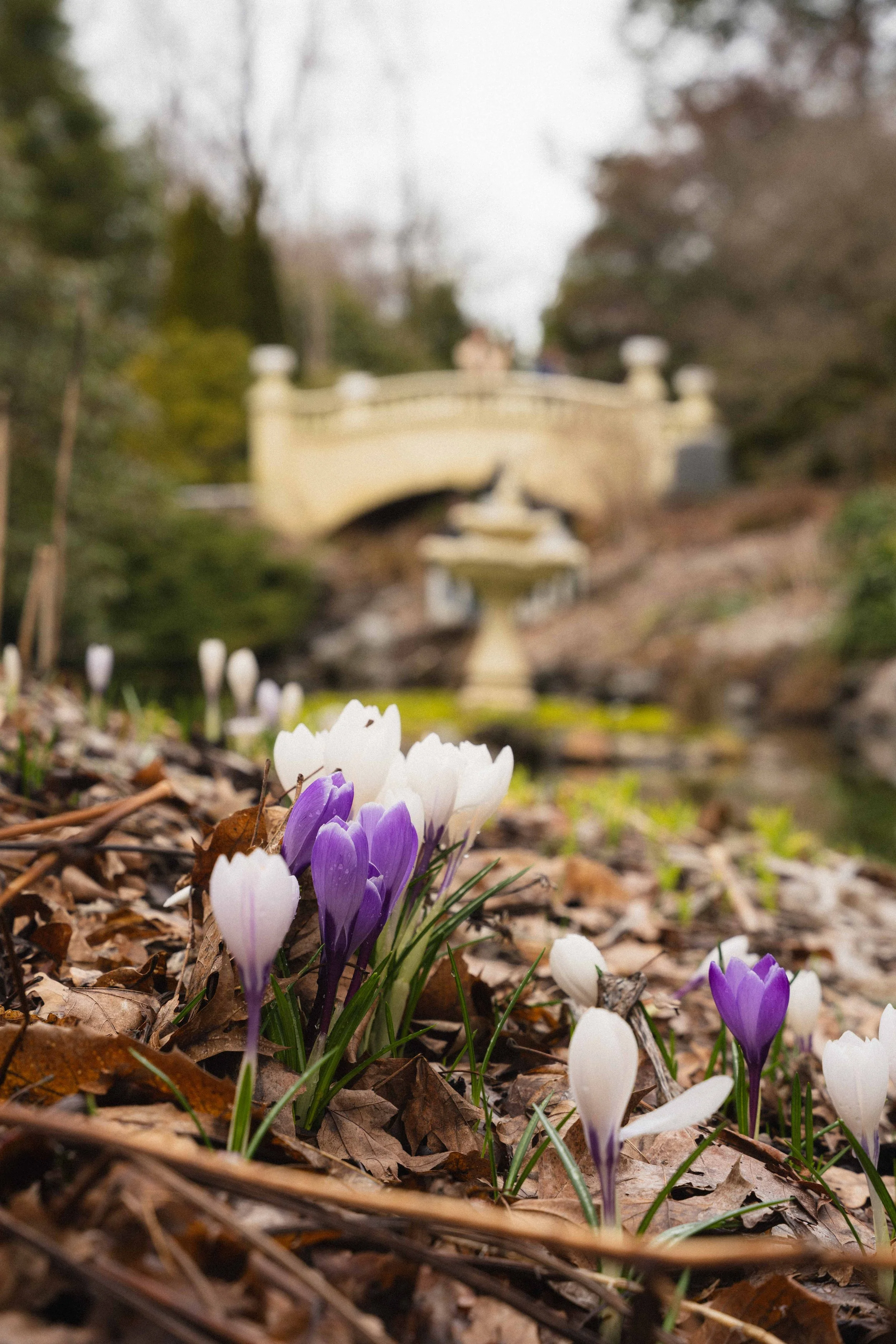 purple and white crocuses blooming in the Halifax Public Gardens, with a walking bridge and fountain blurred out in the background. An example of Victorian gardens