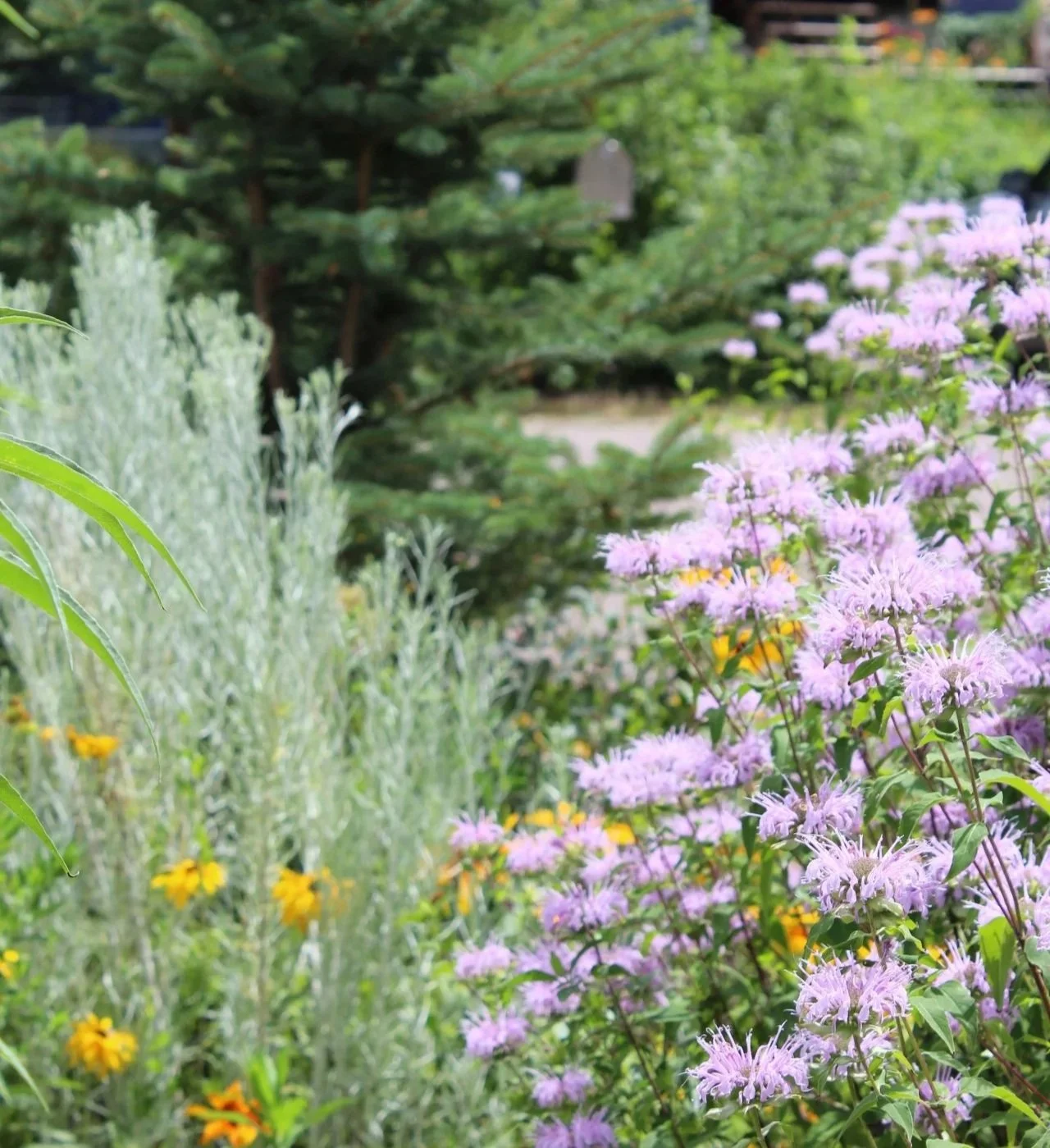 The Garden