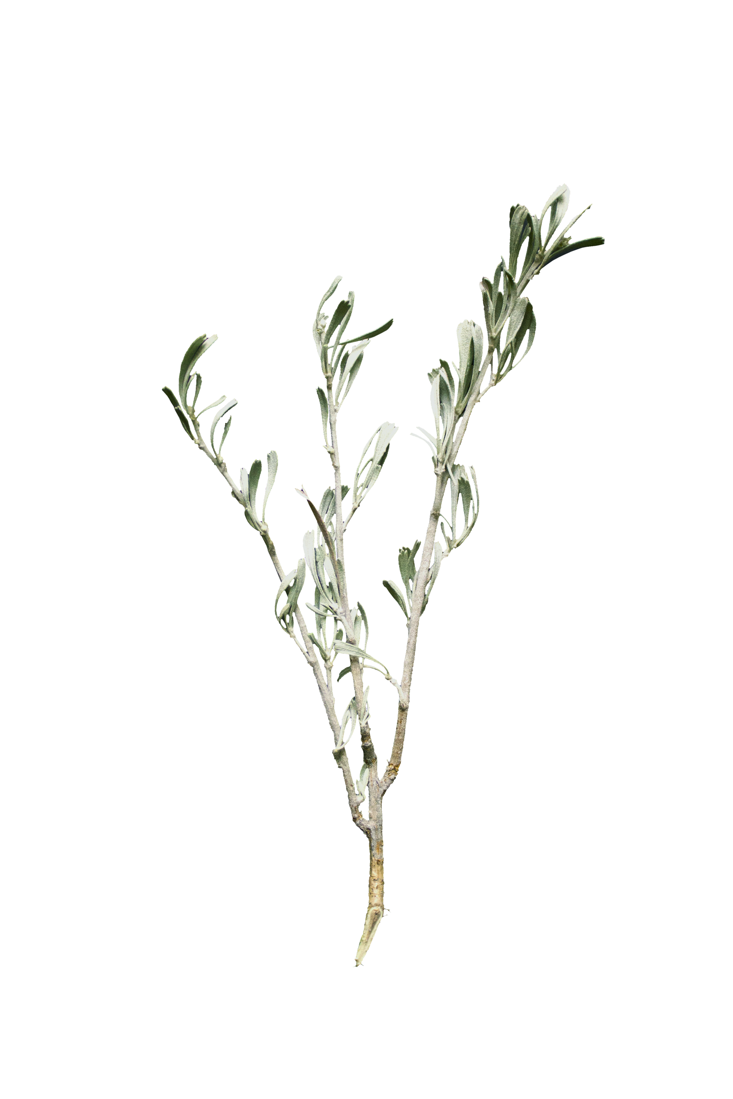 Sagebrush. A fresh sprig with gray-green leaves.
