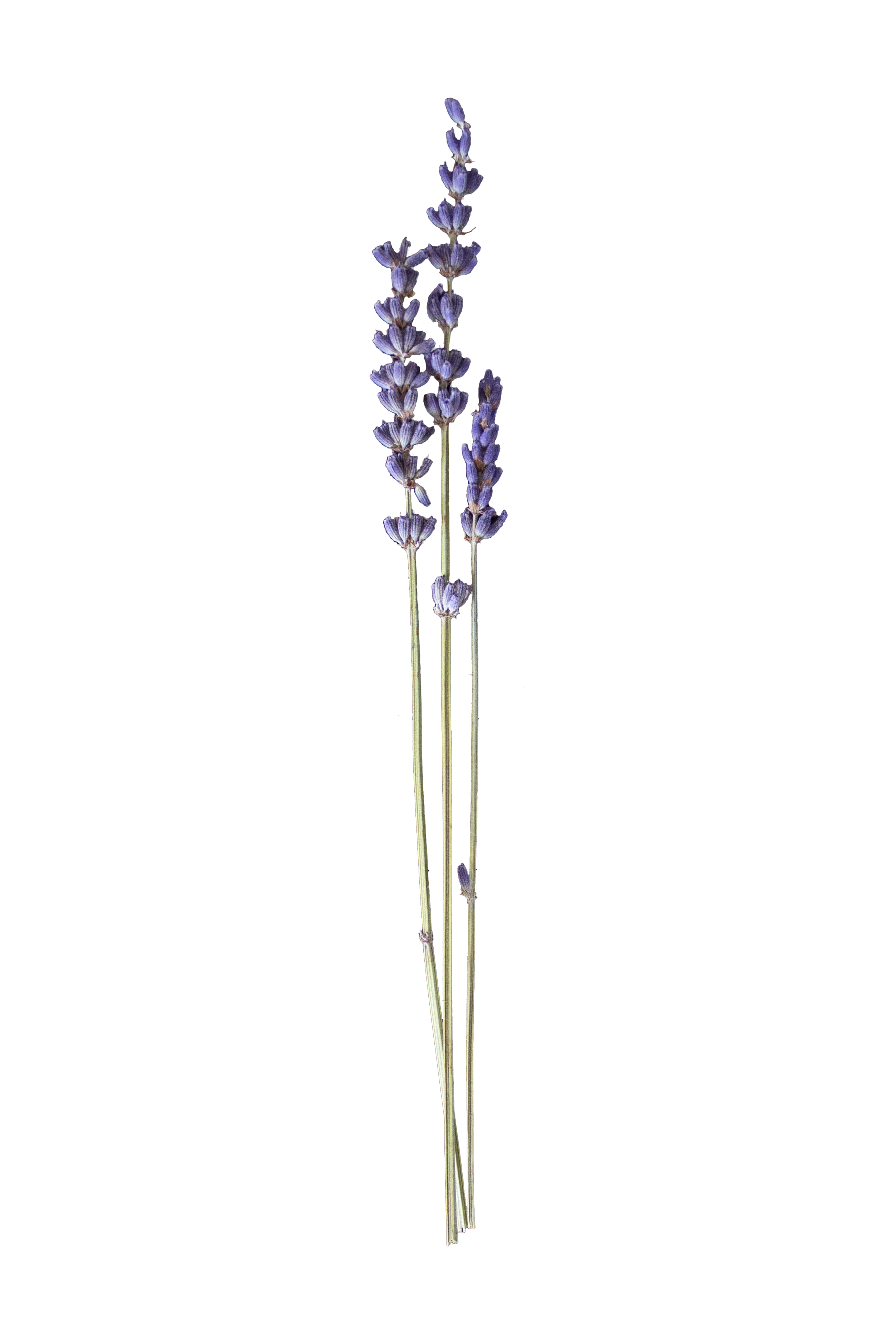 Lavender.  A dried, decorative arrangement of lavender flowers clustered together.