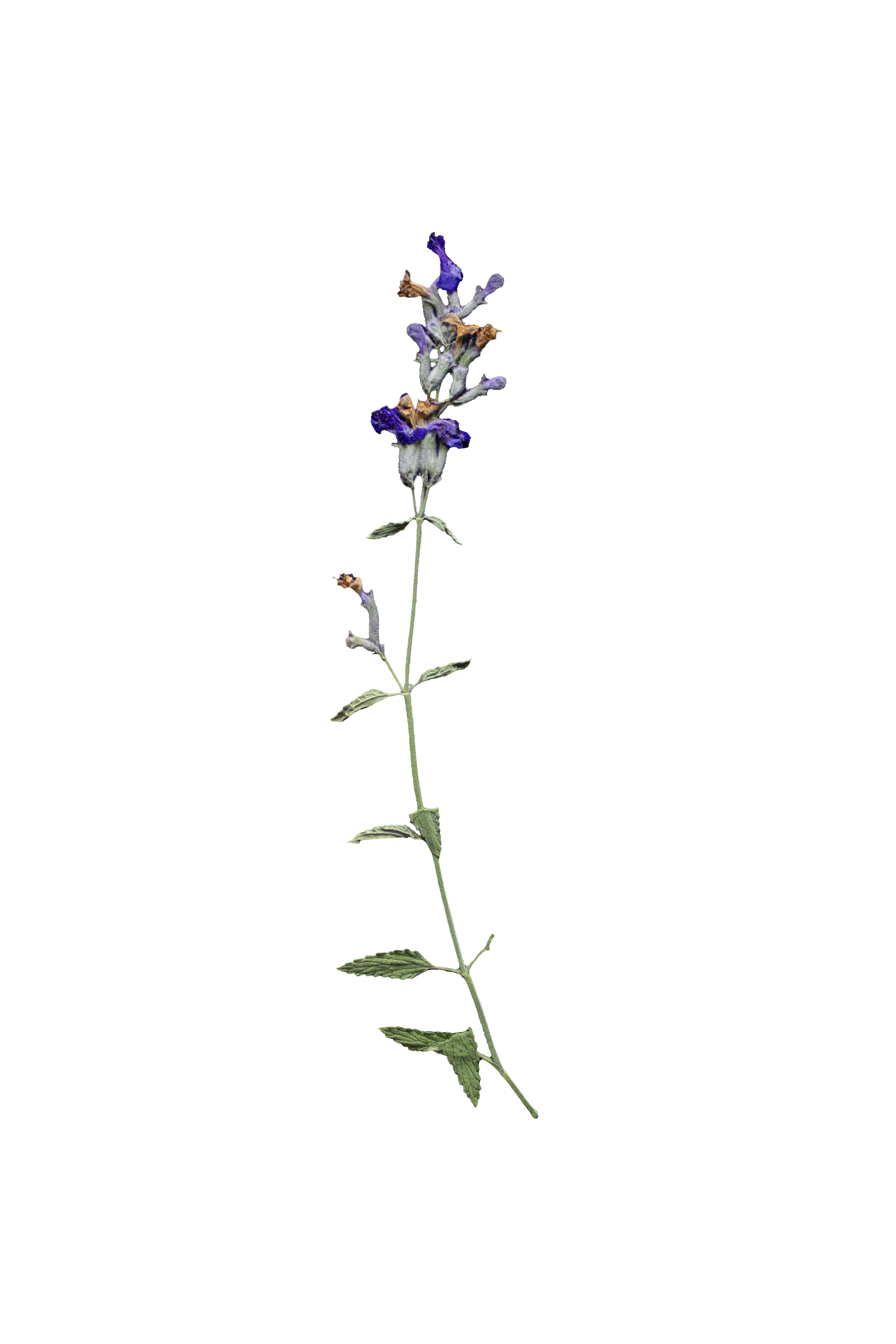 Catmint.  A pressed flower displaying the anatomy, including the flower head, calyx, petals, stamens, pistil, and stem.