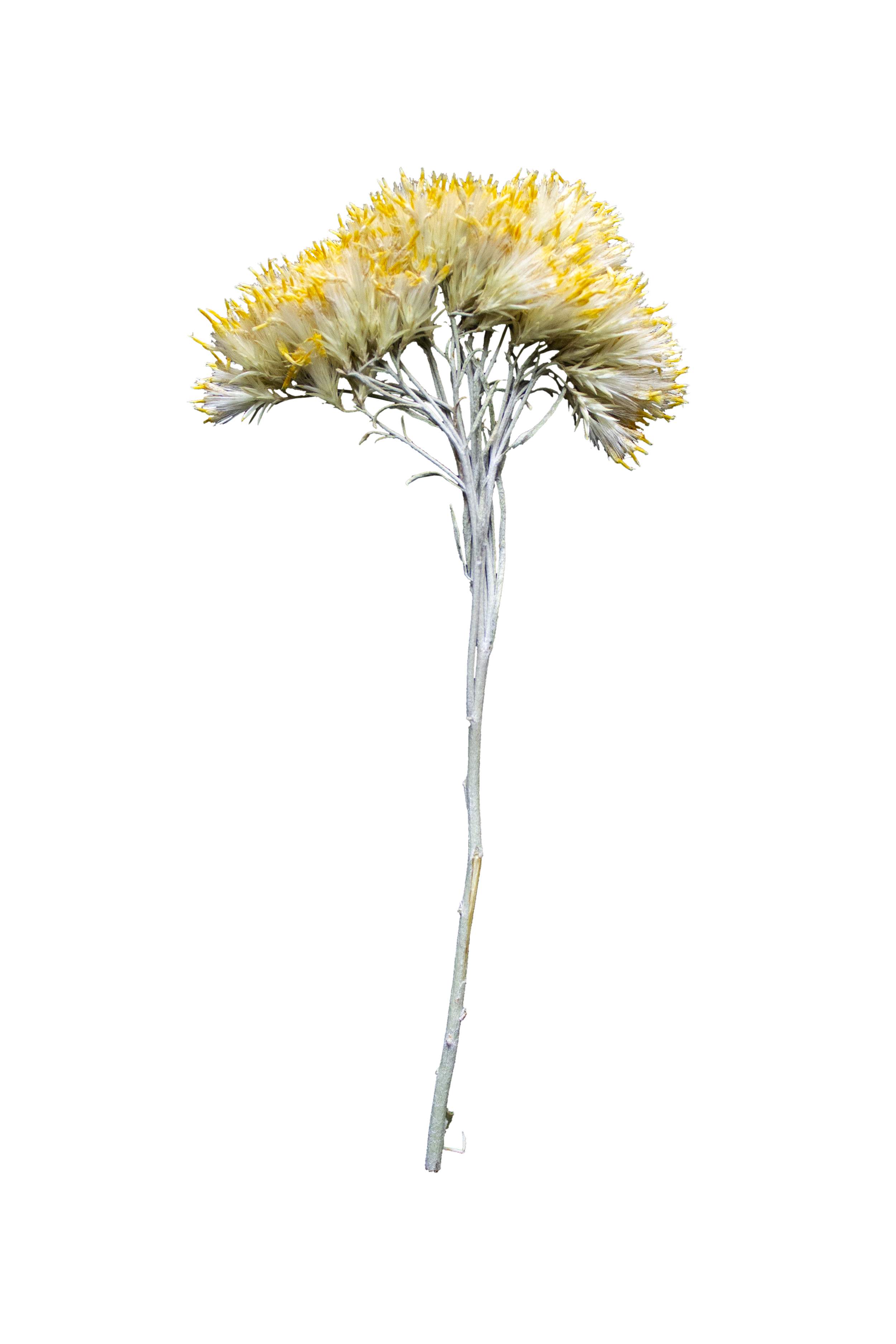 Rabbit Brush.  A dried flower with a tall, thin stem and clustered cream-colored petals with yellow tips.