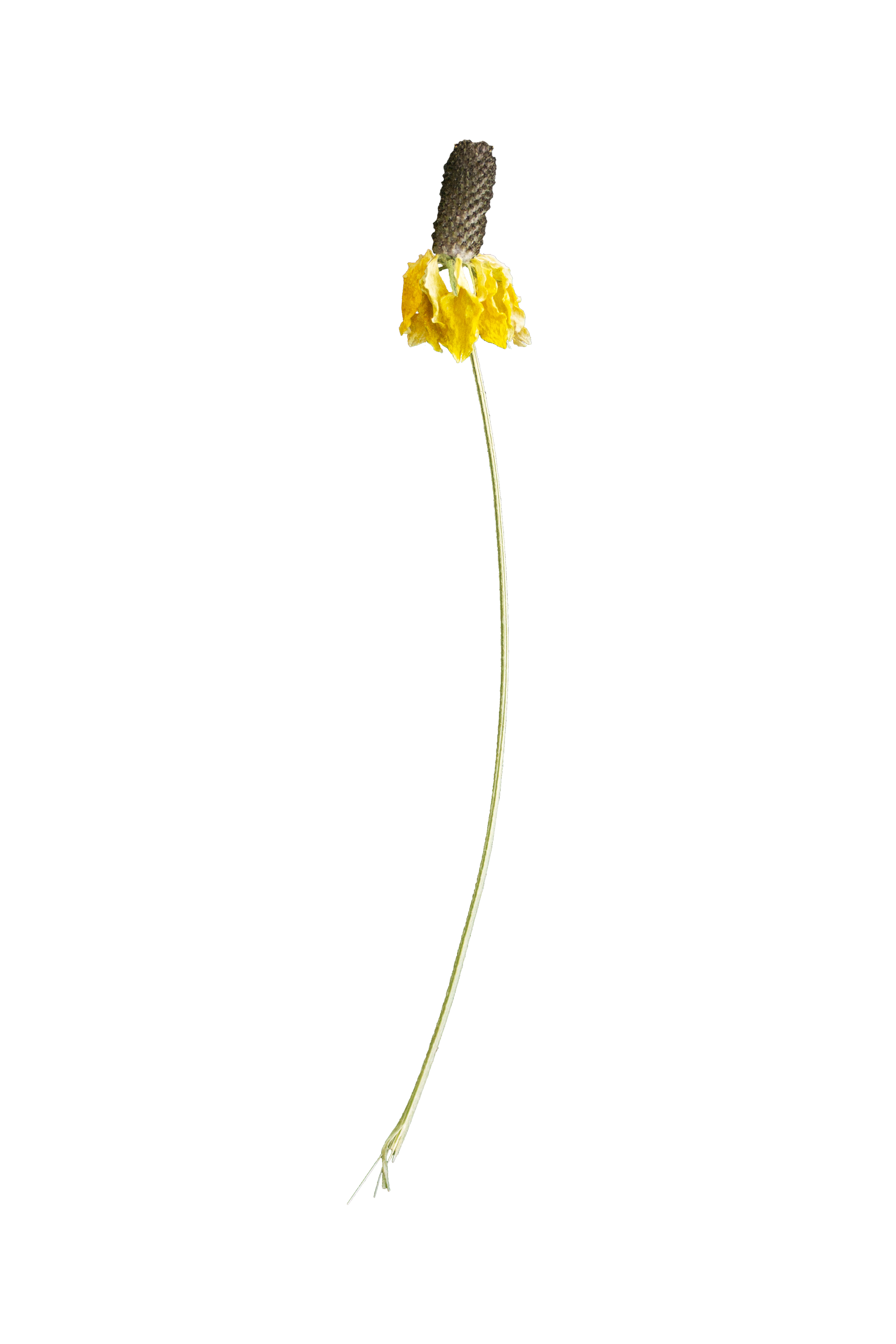 Prairie Coneflower.  Close-up of the top of a yellow flower with a gray cylindrical seed head on a long slender green stem.