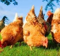 Can Conejo Valley Homeowners Have Chickens?