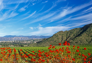 5 Things Every Home Buyer Needs to Know Before Moving to Camarillo CA