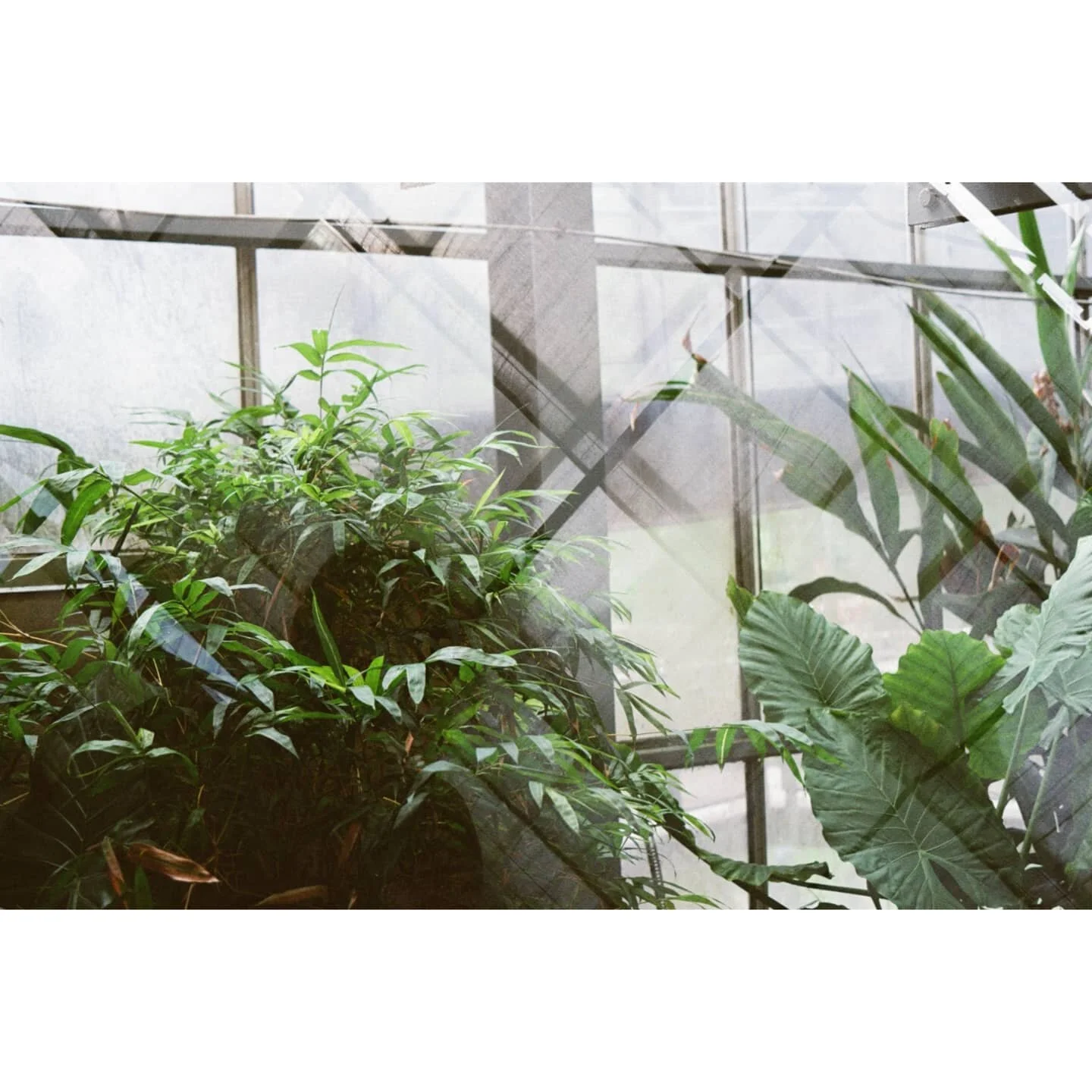 🌴🌐🌿
&bull;
&bull;
&bull;
Heard it's world photography day

#gafl17 #kodak400 // #downtowncamera