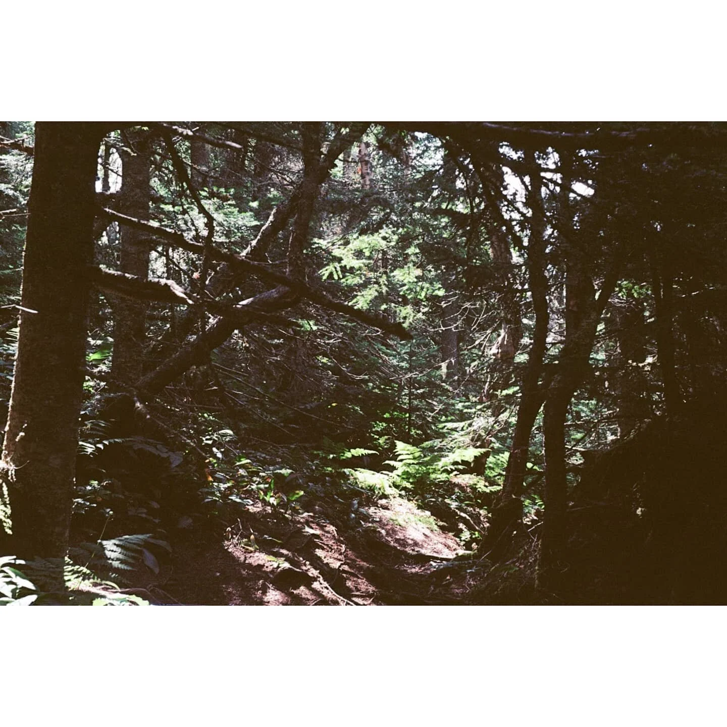🌲🌱🌲
&bull;
&bull;
&bull;
We're not out of the woods yet, it seems. Happy Friday 🙏
#minoltax700 #kodakektar // #downtowncamera
