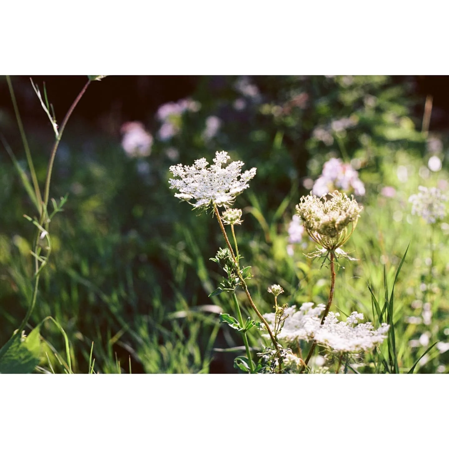 👑🌎👑
&bull;
&bull;
&bull;
#earthday
🌼🌿
#minoltax700  #kodakektar // #downtowncamera