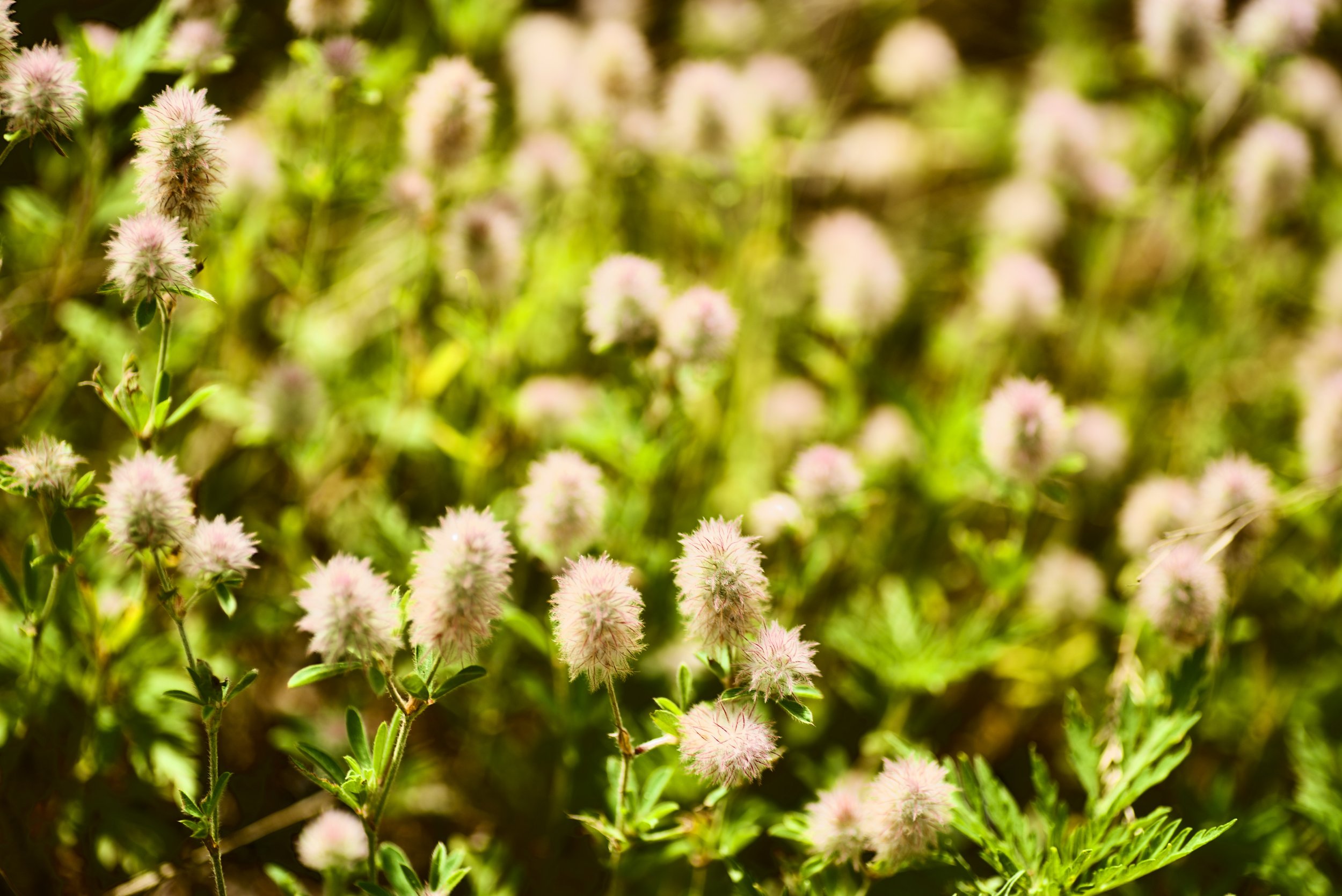 5B051737-2EFC-4659-B924-226F2C2F548C_1_201_a.jpeg