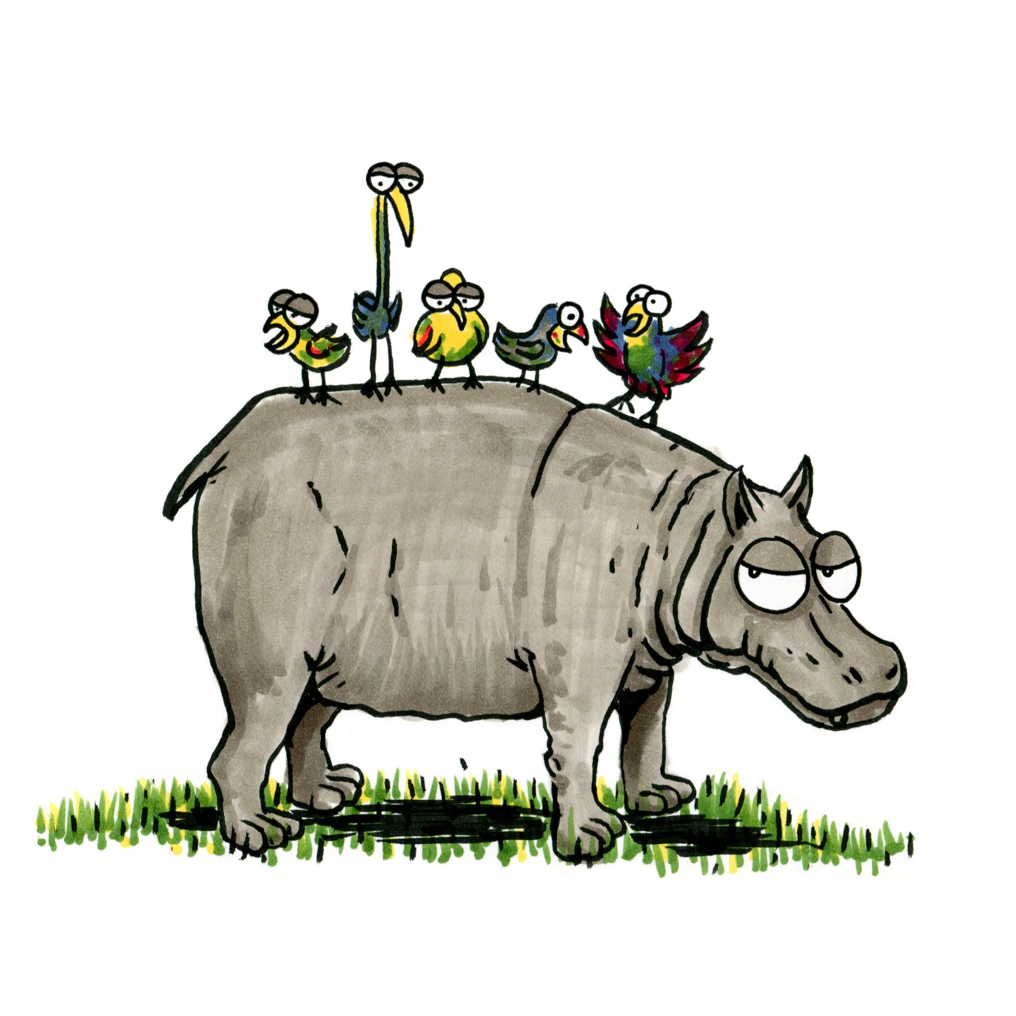 hippo_birds.jpg