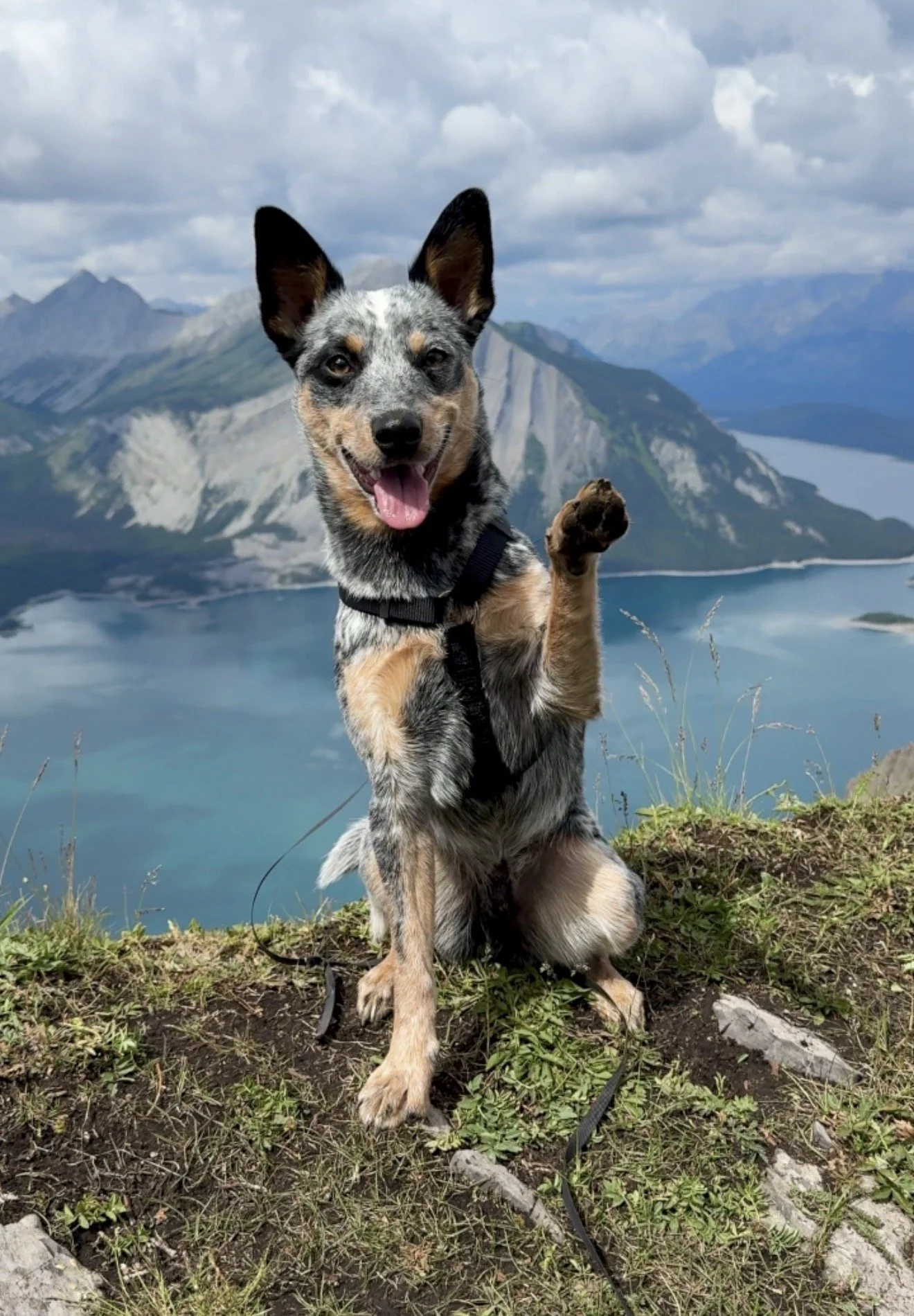 A happy Australian Cattle Dog sitting on a grassy hilltop with mountains and a lake in the background.