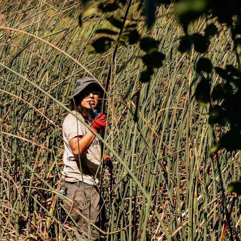 Tule Harvest &amp; Community Gathering #2