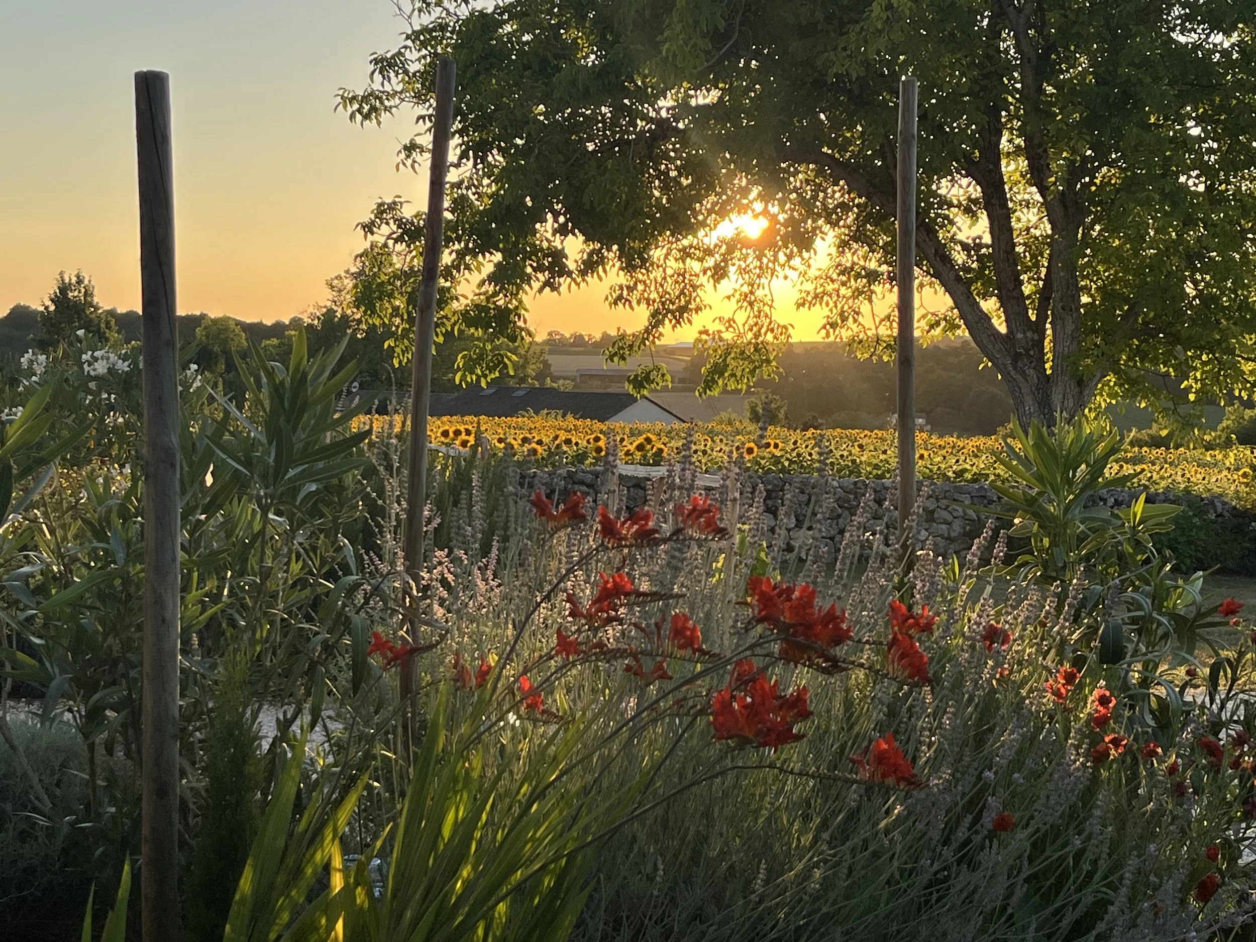 A garden pathway made of gravel runs beside lush green plants and flowering bushes with purple and white blooms.