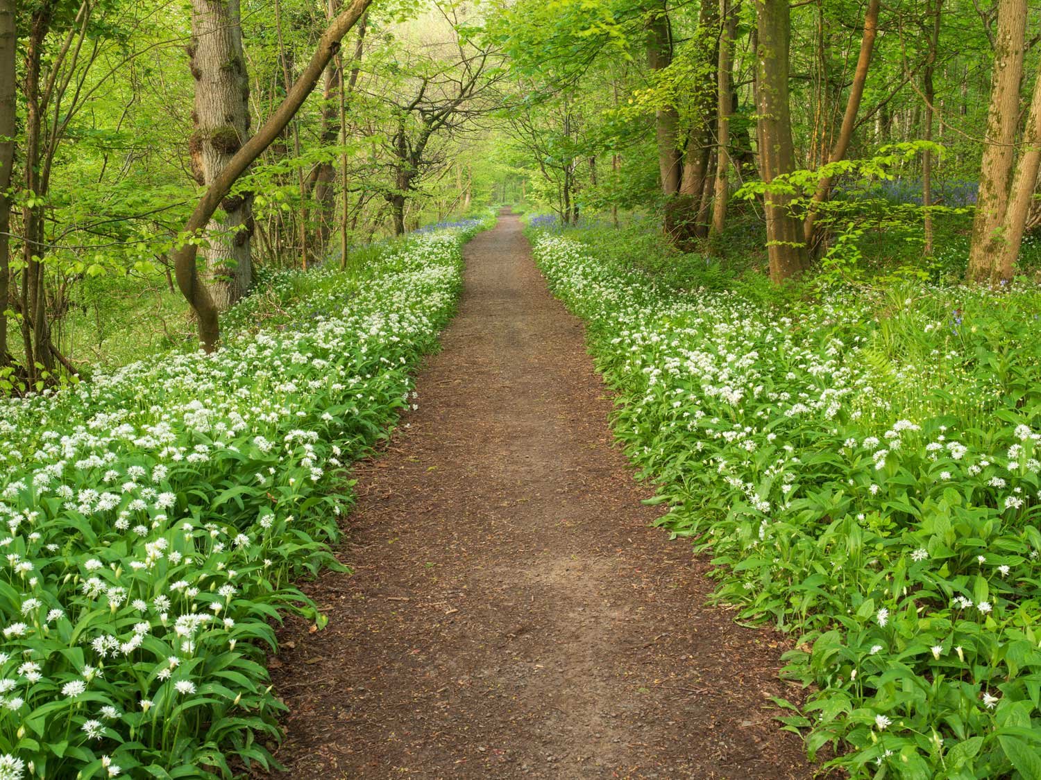 Riverside path at Auchincruive near Ayr, South Ayrshire.
