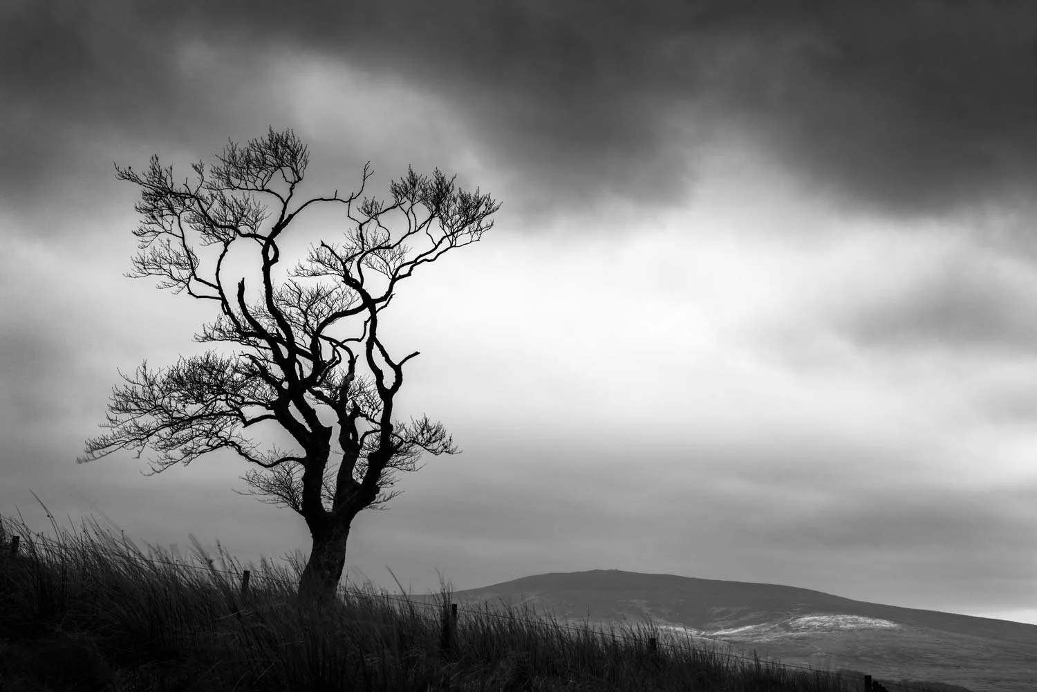 Tree in storm near Muirkirk, East Ayrshire.