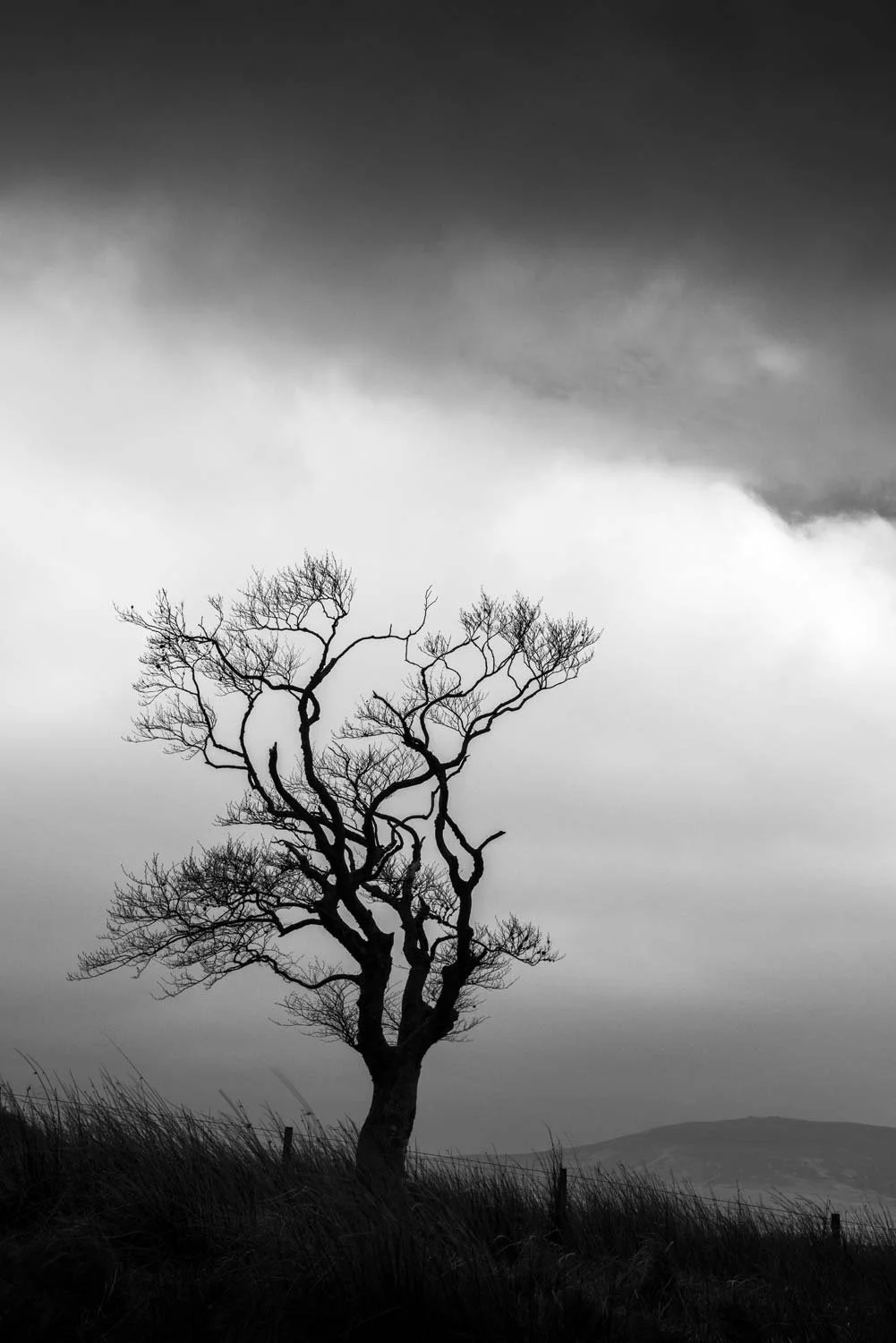 Tree in storm near Muirkirk, East Ayrshire.