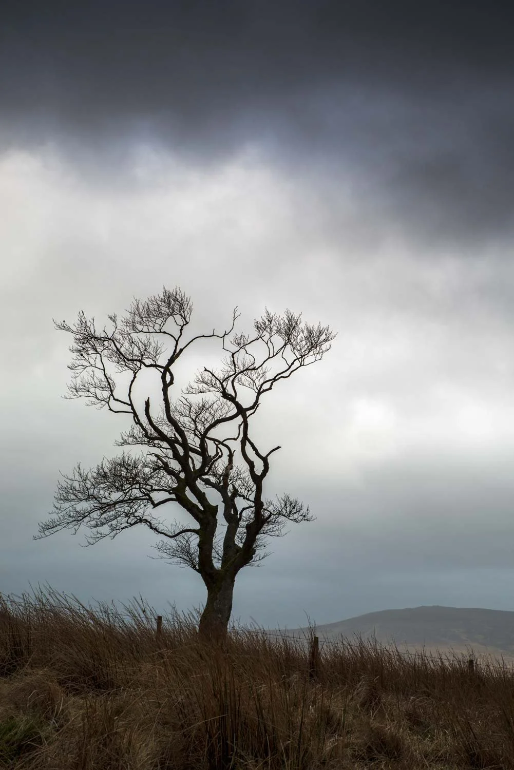 Tree in storm near Muirkirk, East Ayrshire.