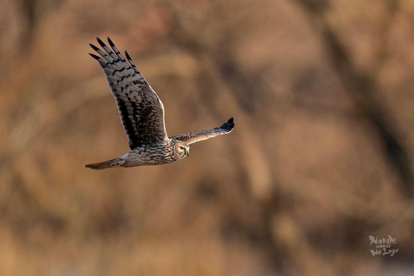 &lsquo;Youthful Indiscretion&rsquo;

~ Hen Harrier (Circus cyaneus), Japan ~ 

My hometown is in southern Ibaraki, Japan.  Being flat and adjacent to various water sources means the area is perfect for agriculture and indeed the views from my parents