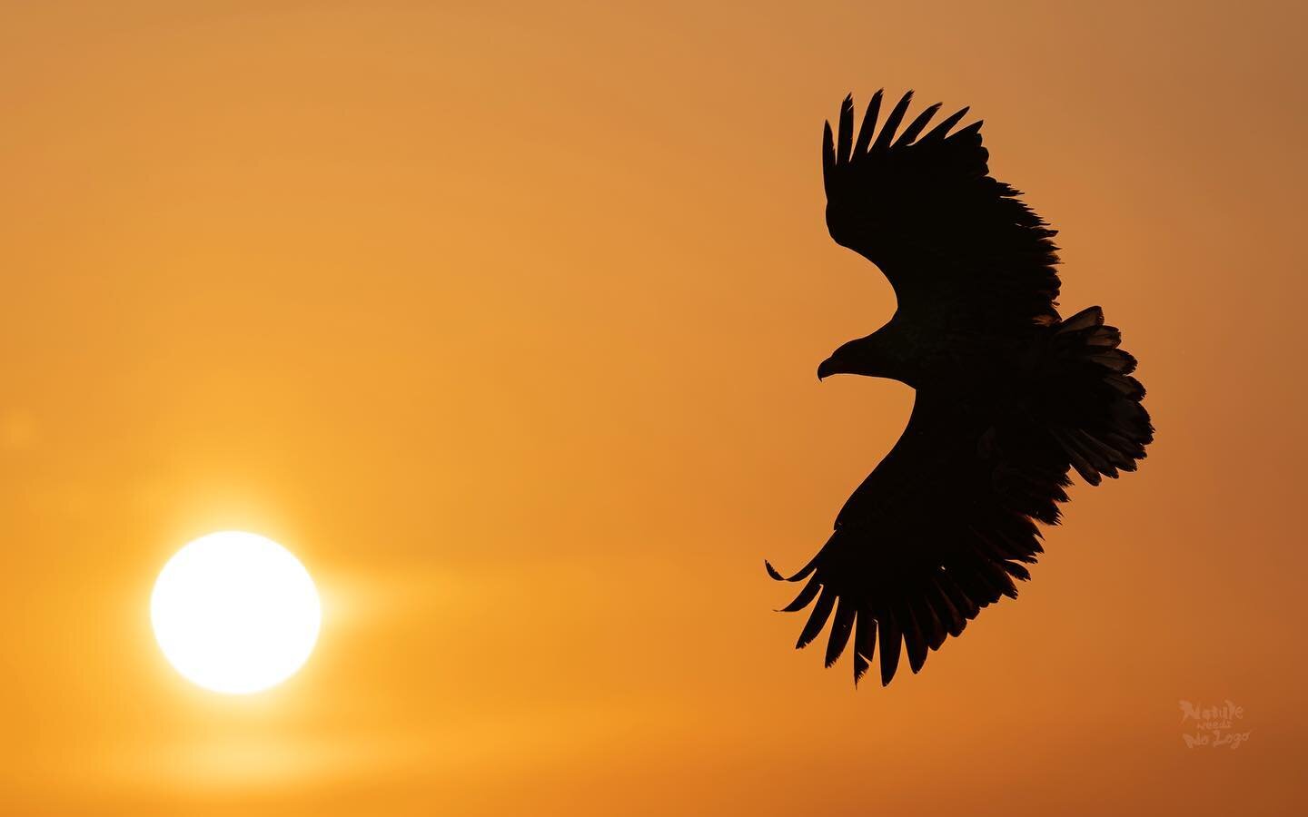 &lsquo;Unseen Nostalgia&rsquo;

~ White-tailed Eagle, Rausu, Hokkaido, Japan, Feb &lsquo;23 ~ 

I&rsquo;m still floored by the trip to Shiretoko with @saiyutraveljapan. 

The place was huge and left me with so much to process and digest - about how w
