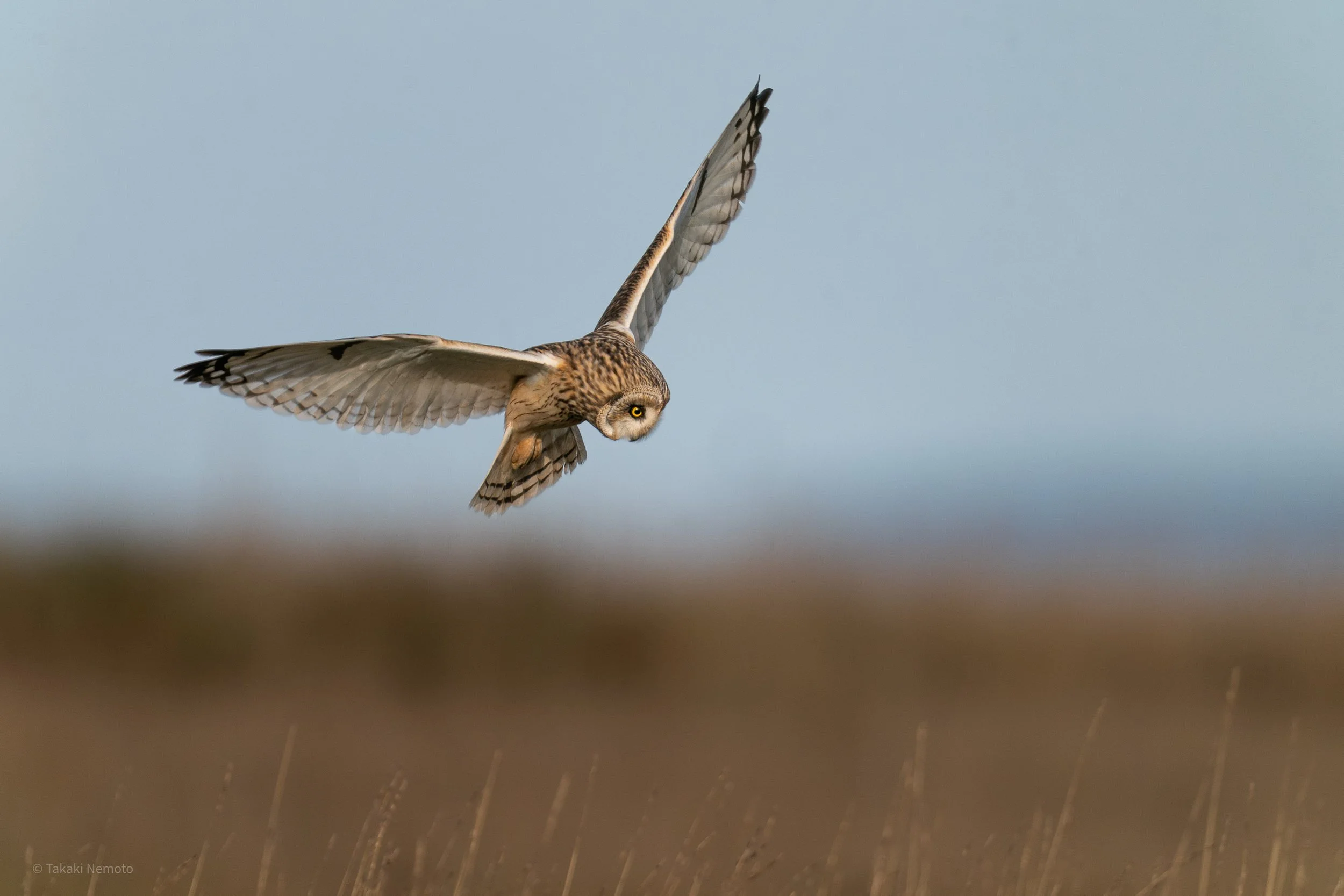 Hot Fuss in the Chill