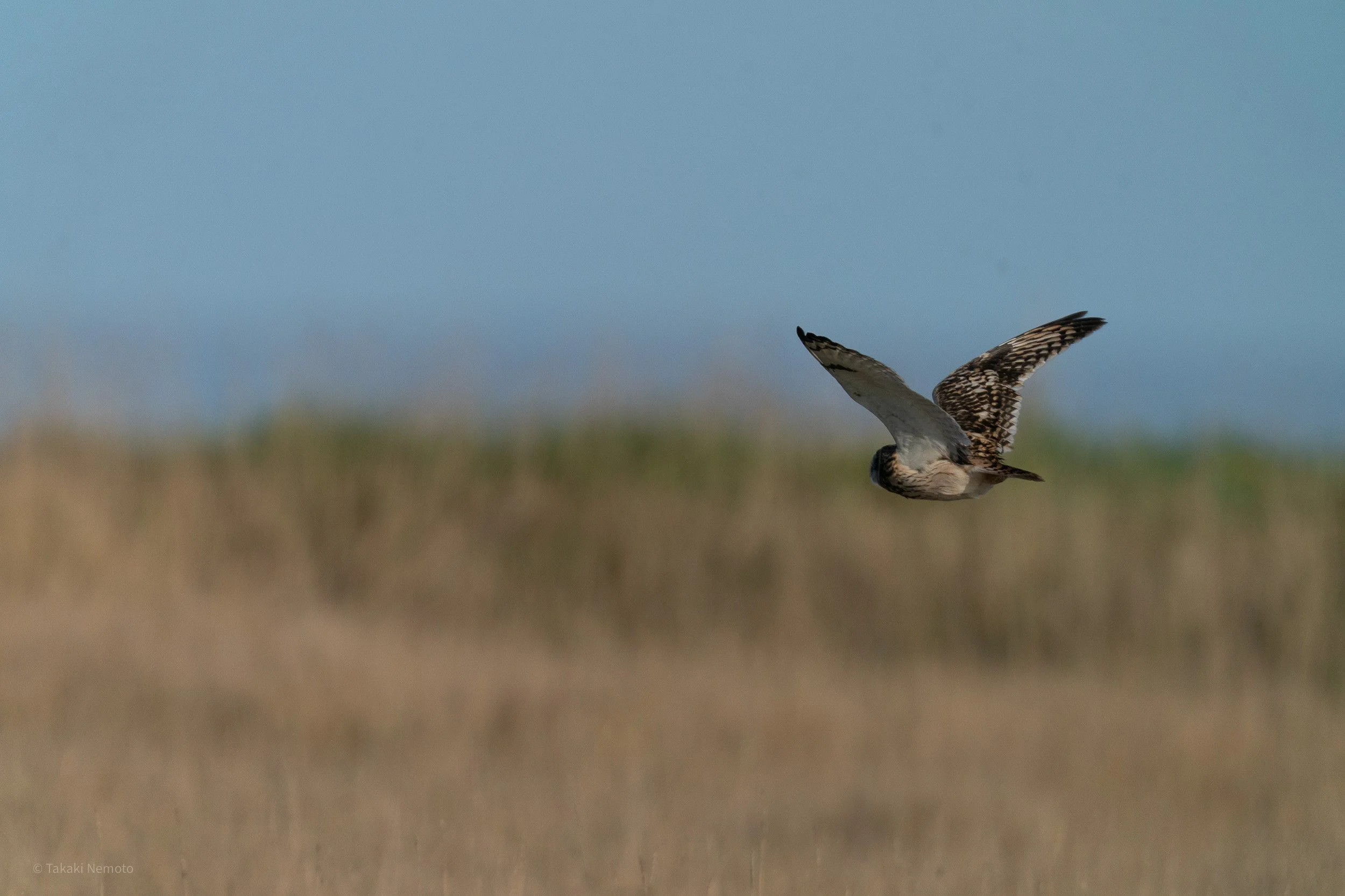 A short-eared owl flying away from the camera towards the coast.