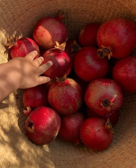It&rsquo;s pomegranate season ✨ and these ruby-red delights hang heavy on tress across Afghanistan.

This delicious fruit full is of antioxidants and health benefits, and has carried deep symbolism for centuries in Persian culture.

Its crimson seeds