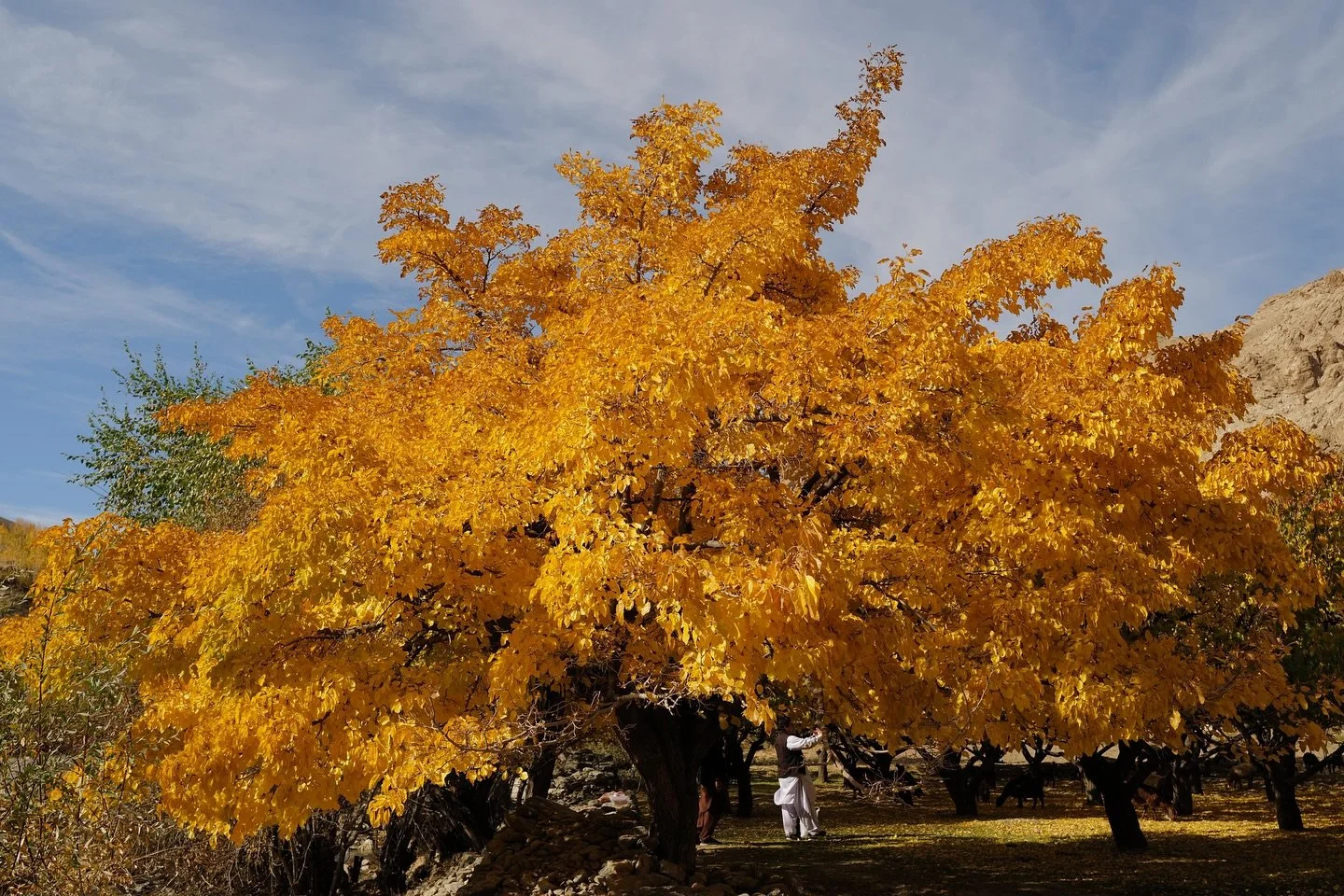 The light softens and the air grows crisp 🍂

Afghanistan&rsquo;s landscape is shifting from vivid summer into graceful autumn.

We love watching how nature transforms from one version of beauty to another with the changing of the seasons.

Snow begi