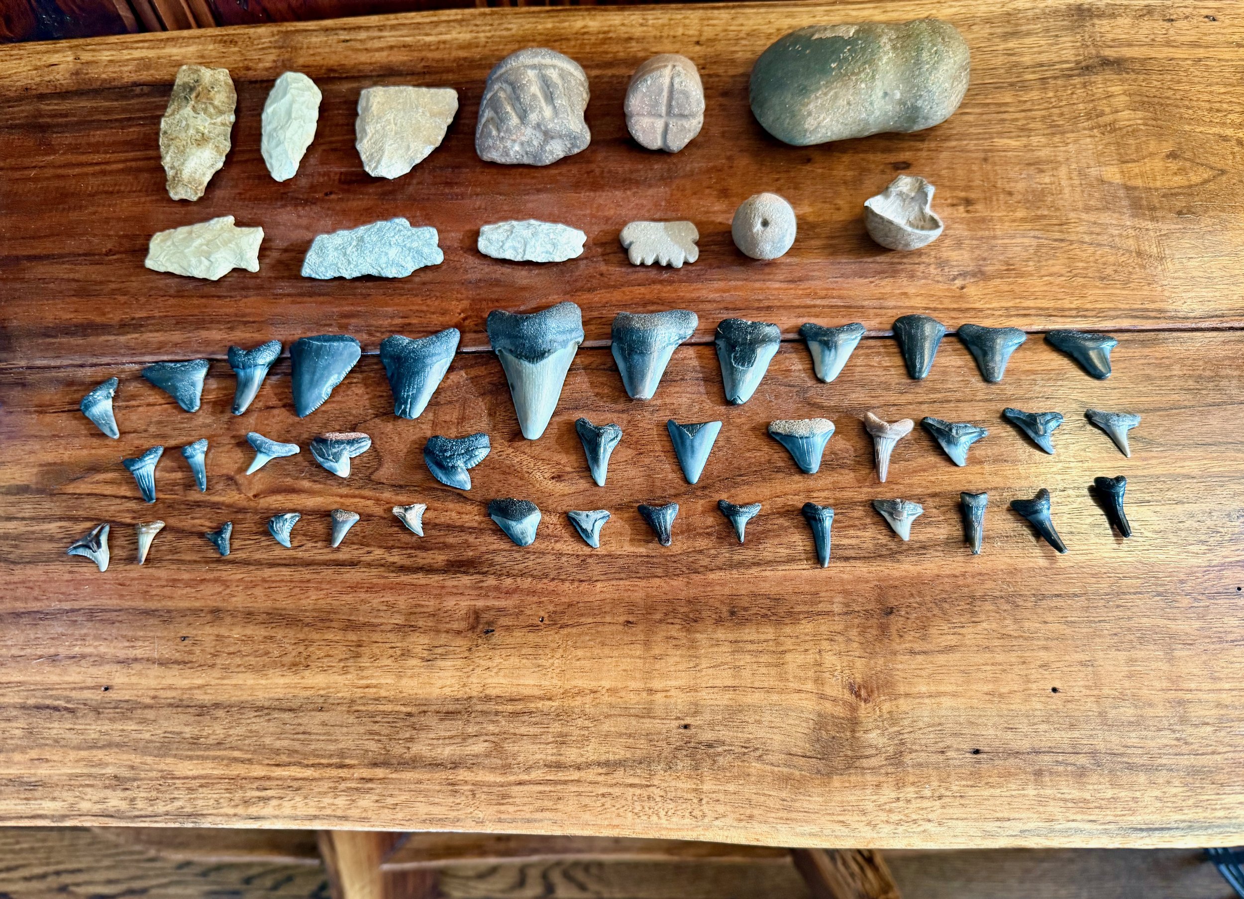 Wooden table with nearly 40 shark teeth found on NC beaches organized below multiple native american artifacts including arrowheads and a tomahawk head