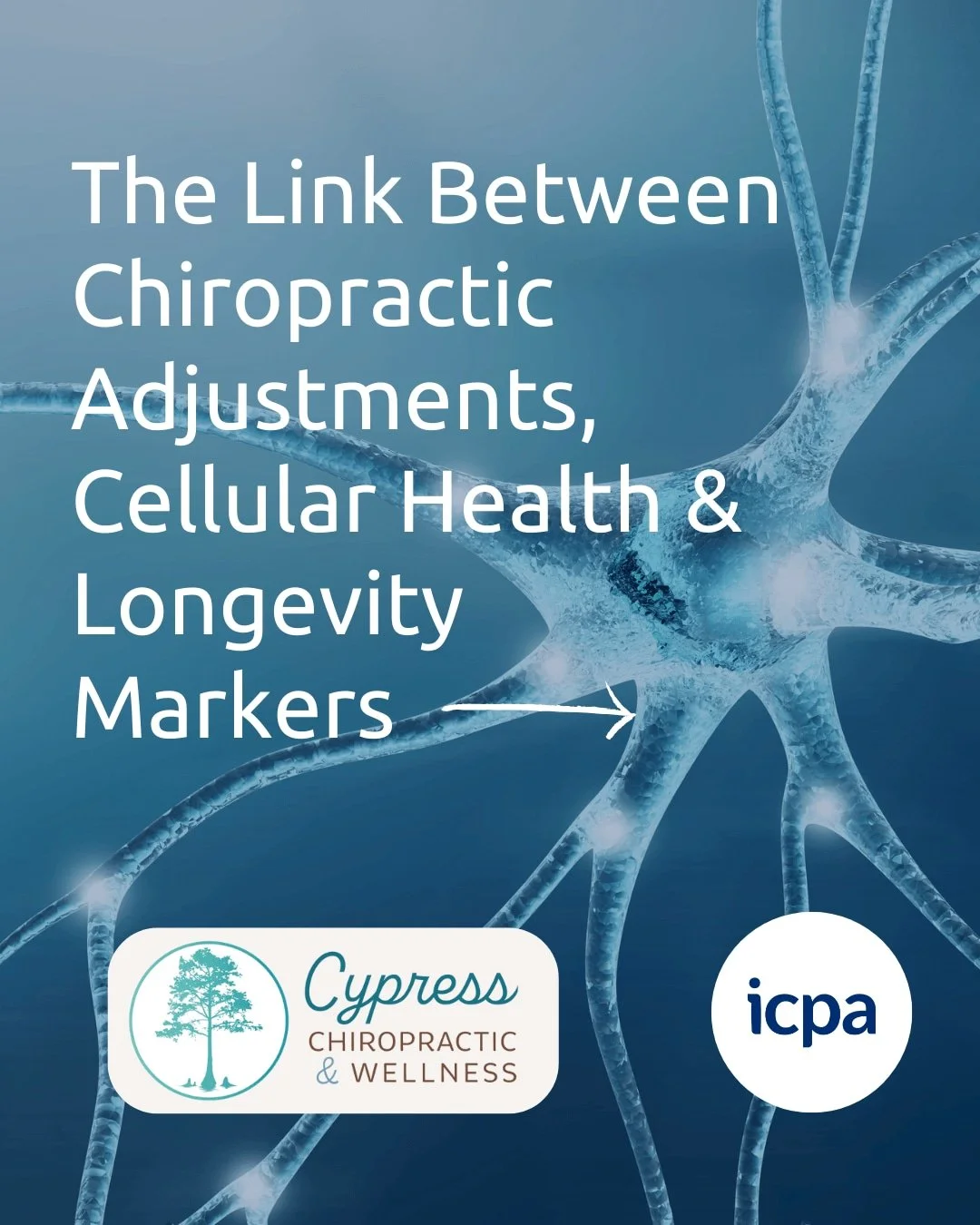 Research published in the Journal of Vertebral Subluxation Research found that chiropractic care can influence key physiological processes like oxidative stress and DNA repair. These processes affect how our bodies age, heal, and adapt to stress. Thi
