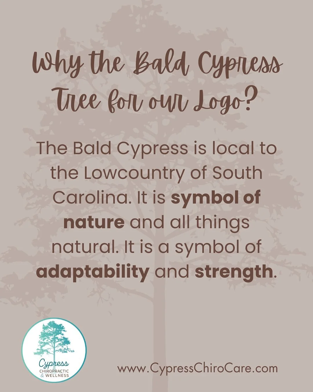 Why I chose a Bald Cypress for the name and logo of my chiropractic studio&hellip;

1. The Bald Cypress is local to the Lowcountry of South Carolina. It is symbol of nature and all things natural. It is a symbol of adaptability and strength.

2.The B